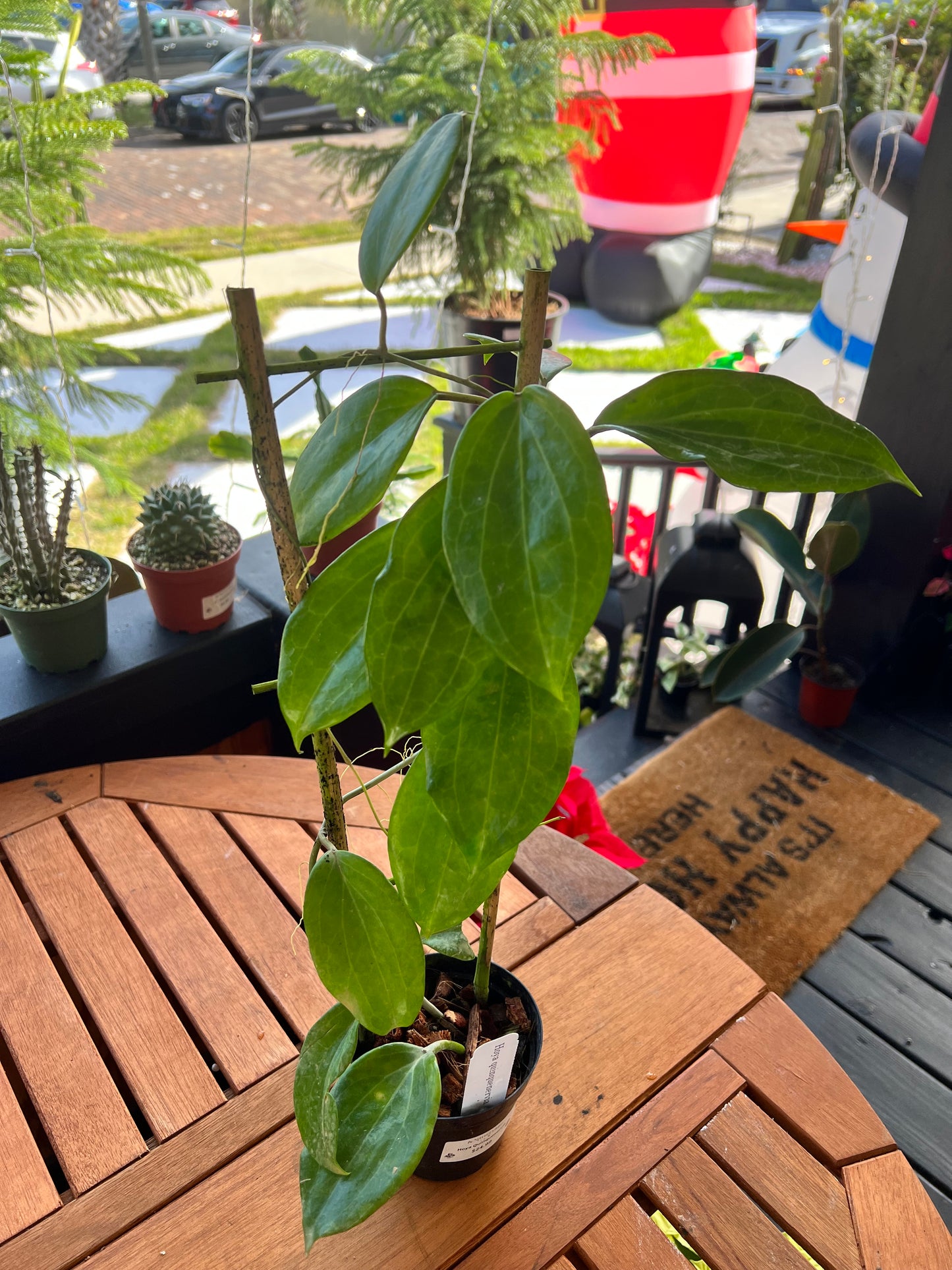 Hoya Quinquenervia 4” Trellis - Rooted Plant