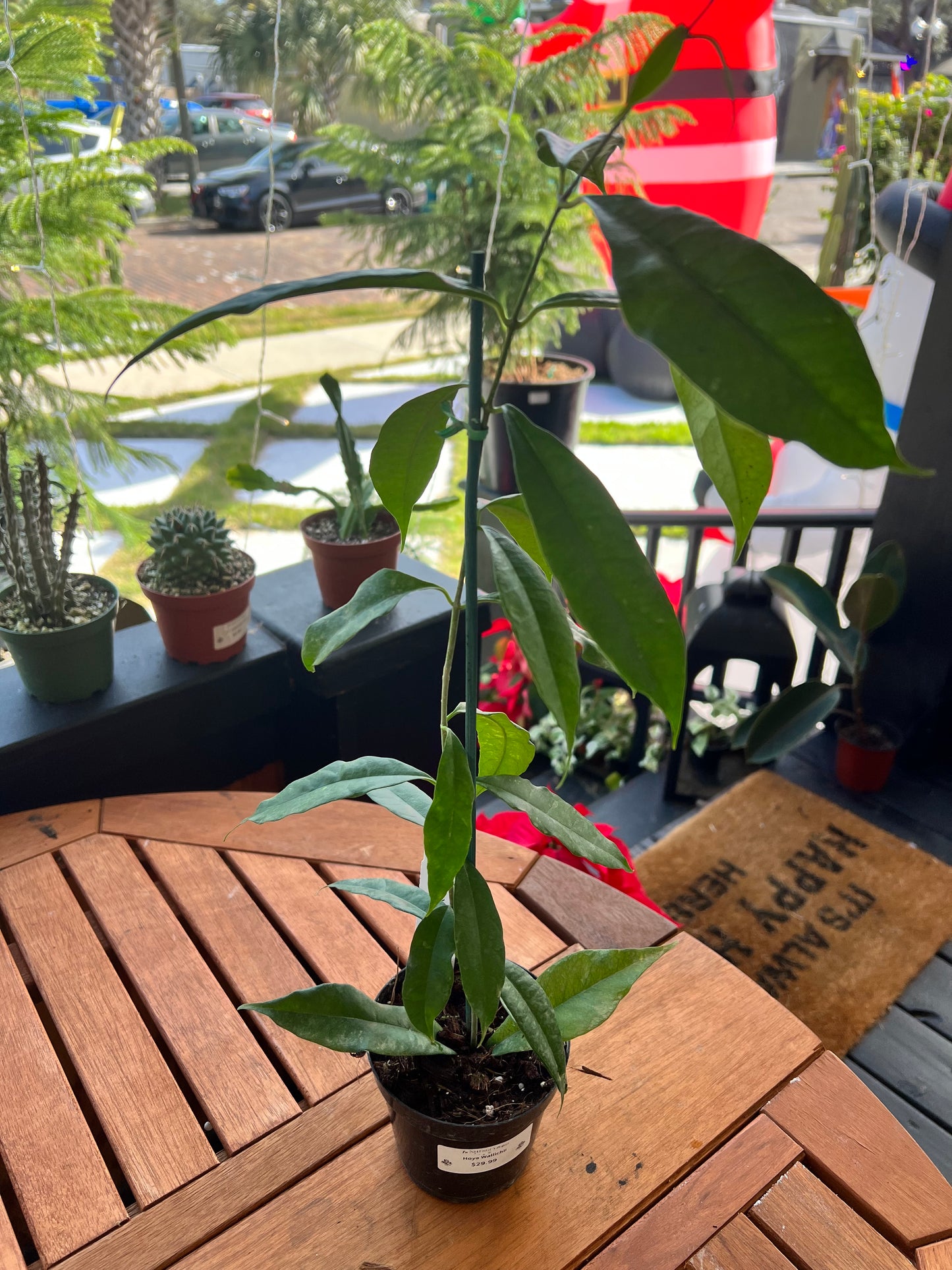 Hoya Wallichii 4” - Rooted Plant