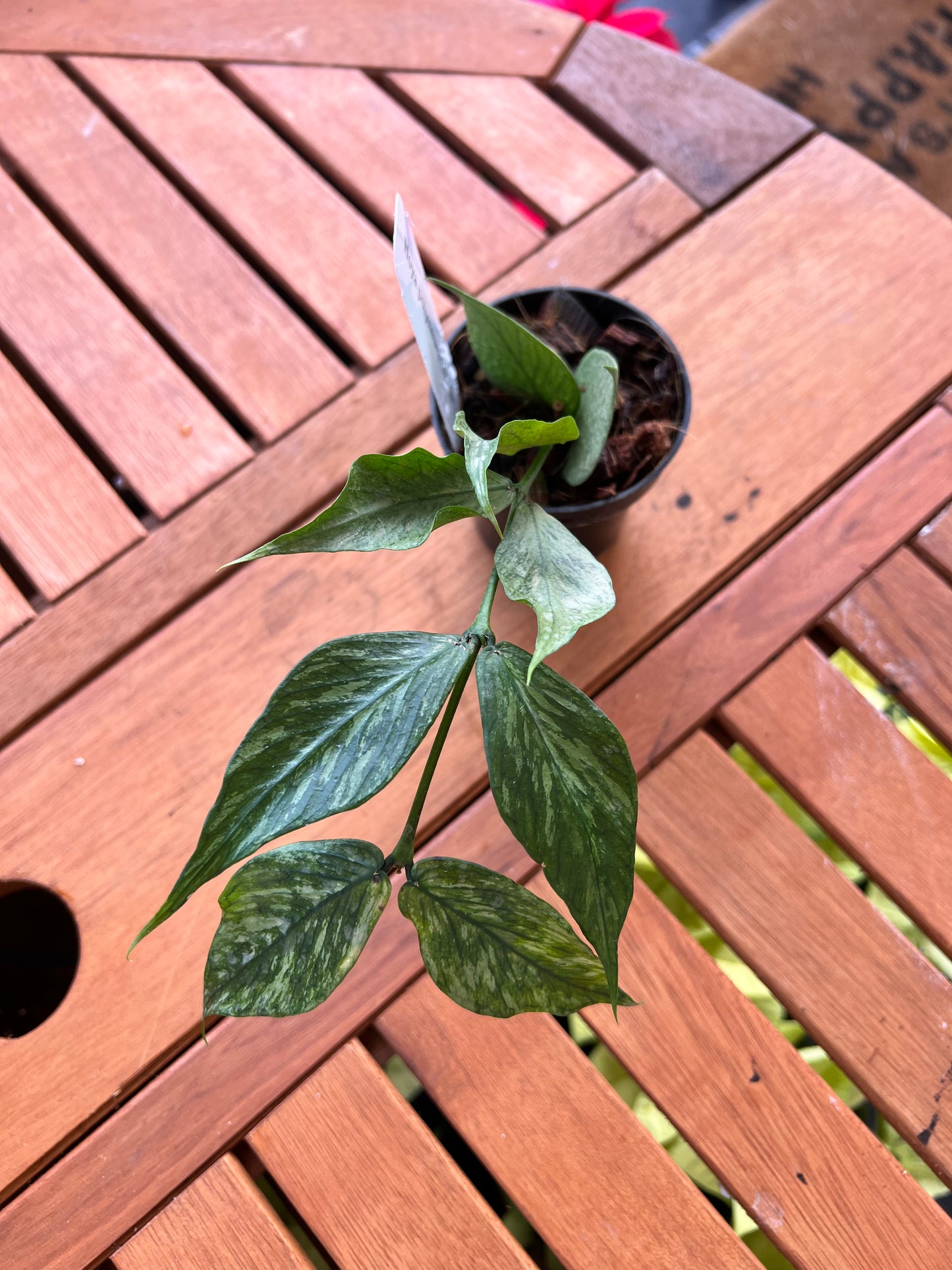 Hoya Polyneura Broget 3” - Rooted Plant