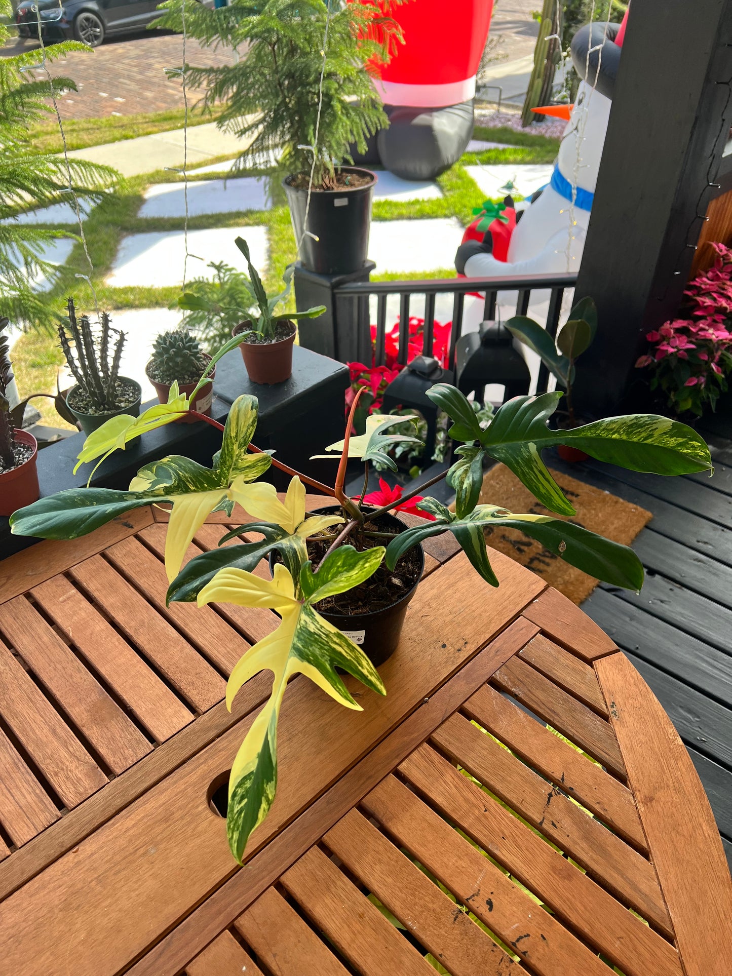 Philodendron Florida Beauty #3