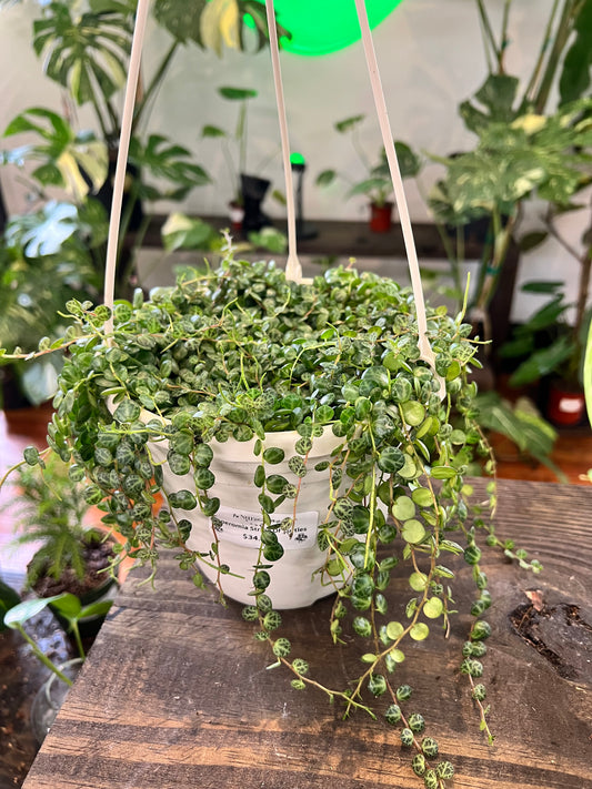 Peperomia String of Turtles 6” HB