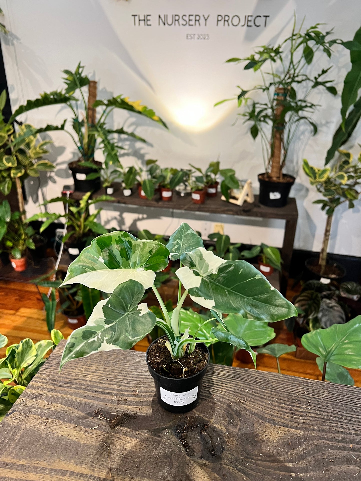 Alocasia Odora Okinawa 4”