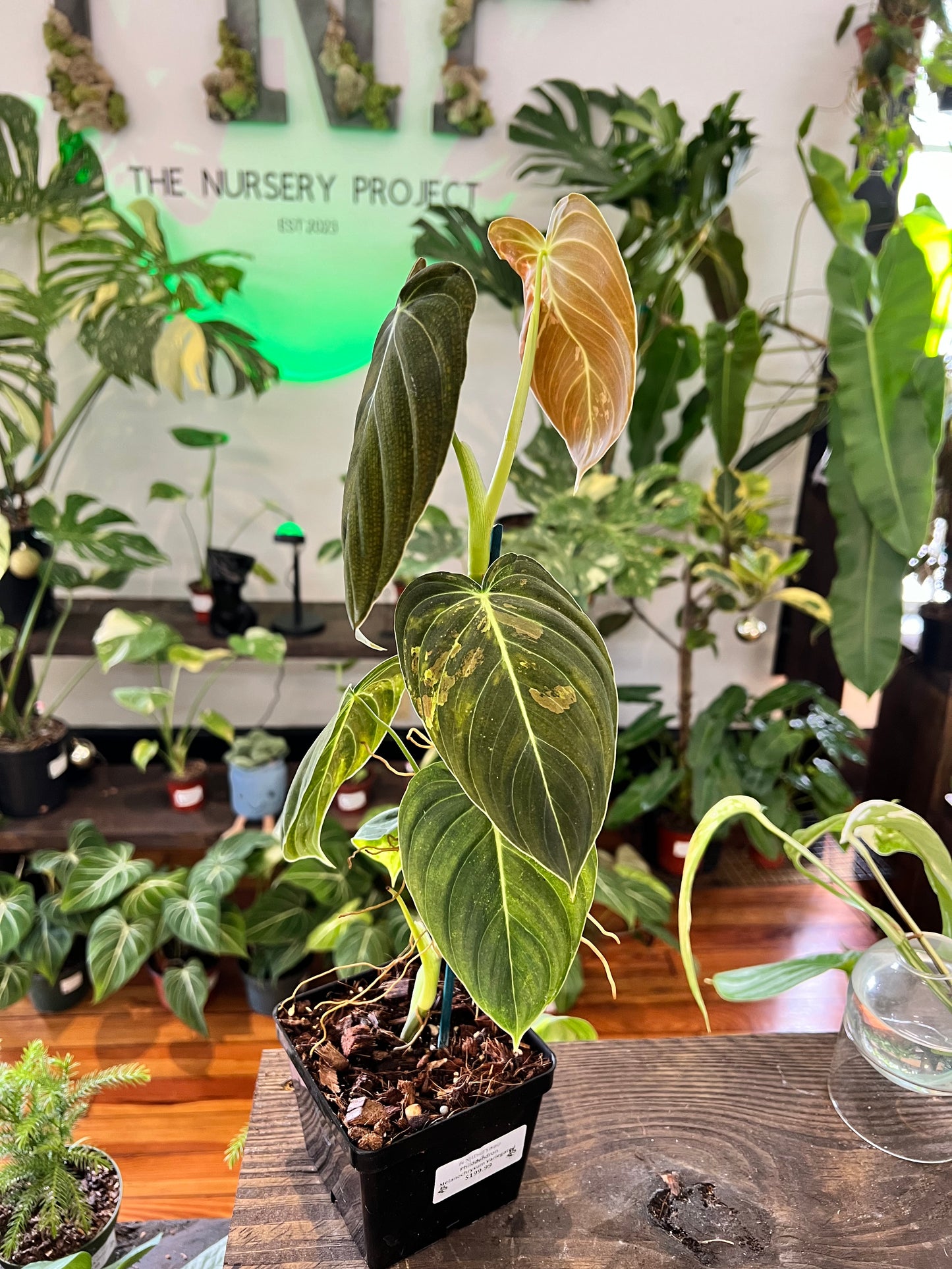 Philodendron Melanochrysum Variegated 5” #1