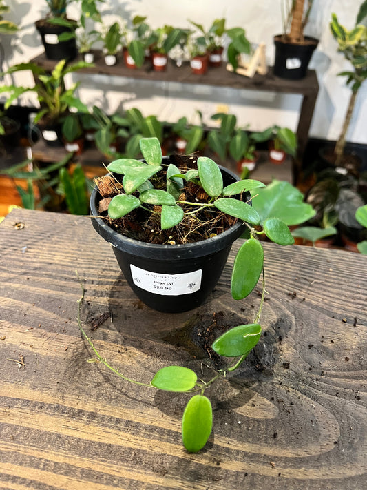 Hoya Lyi 4” - Rooted Plant