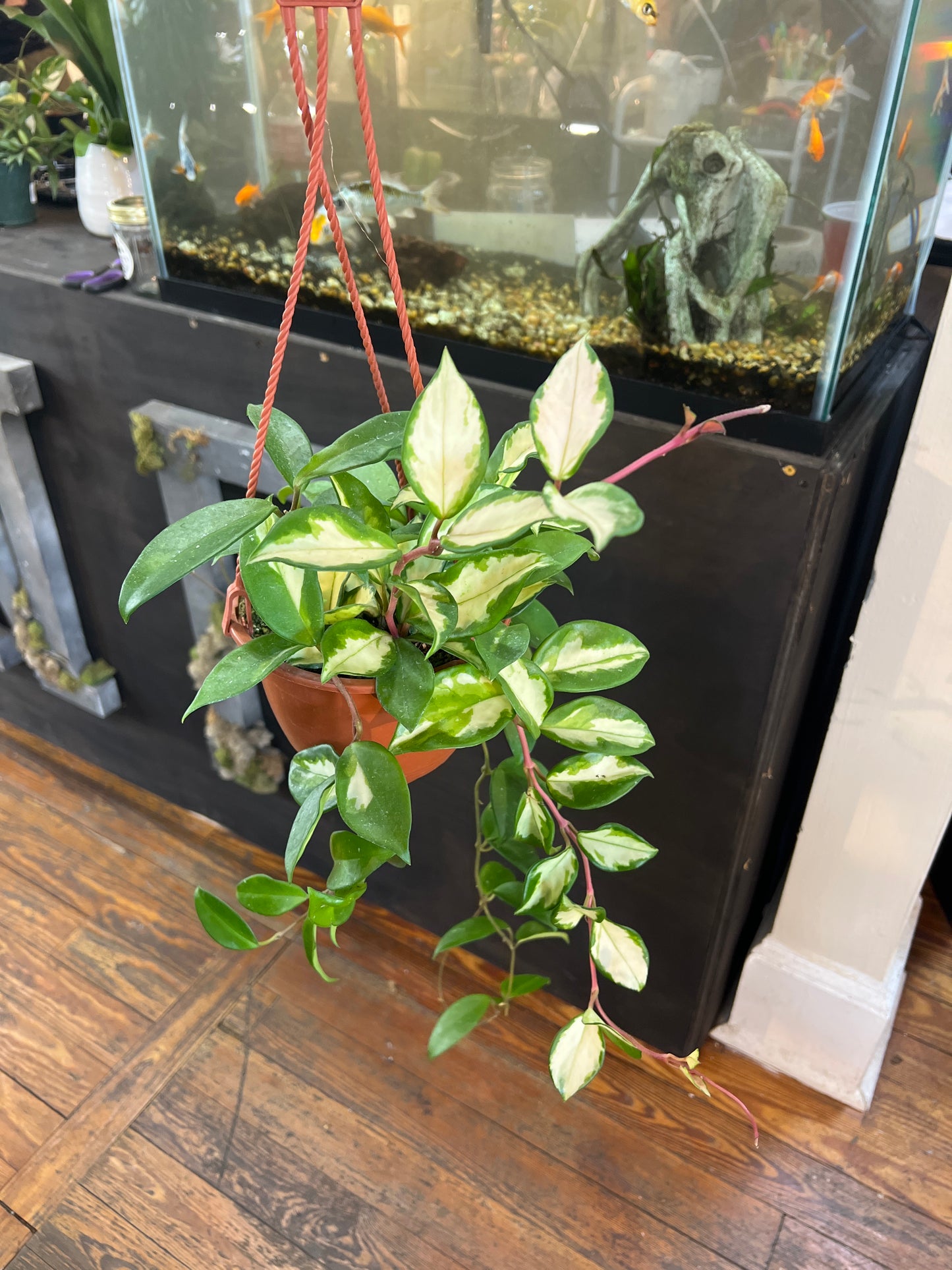 Hoya Carnosa Tricolor