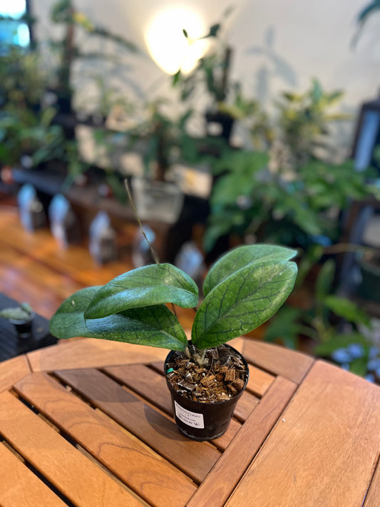 Hoya Vitallinoides - Rooted Plant