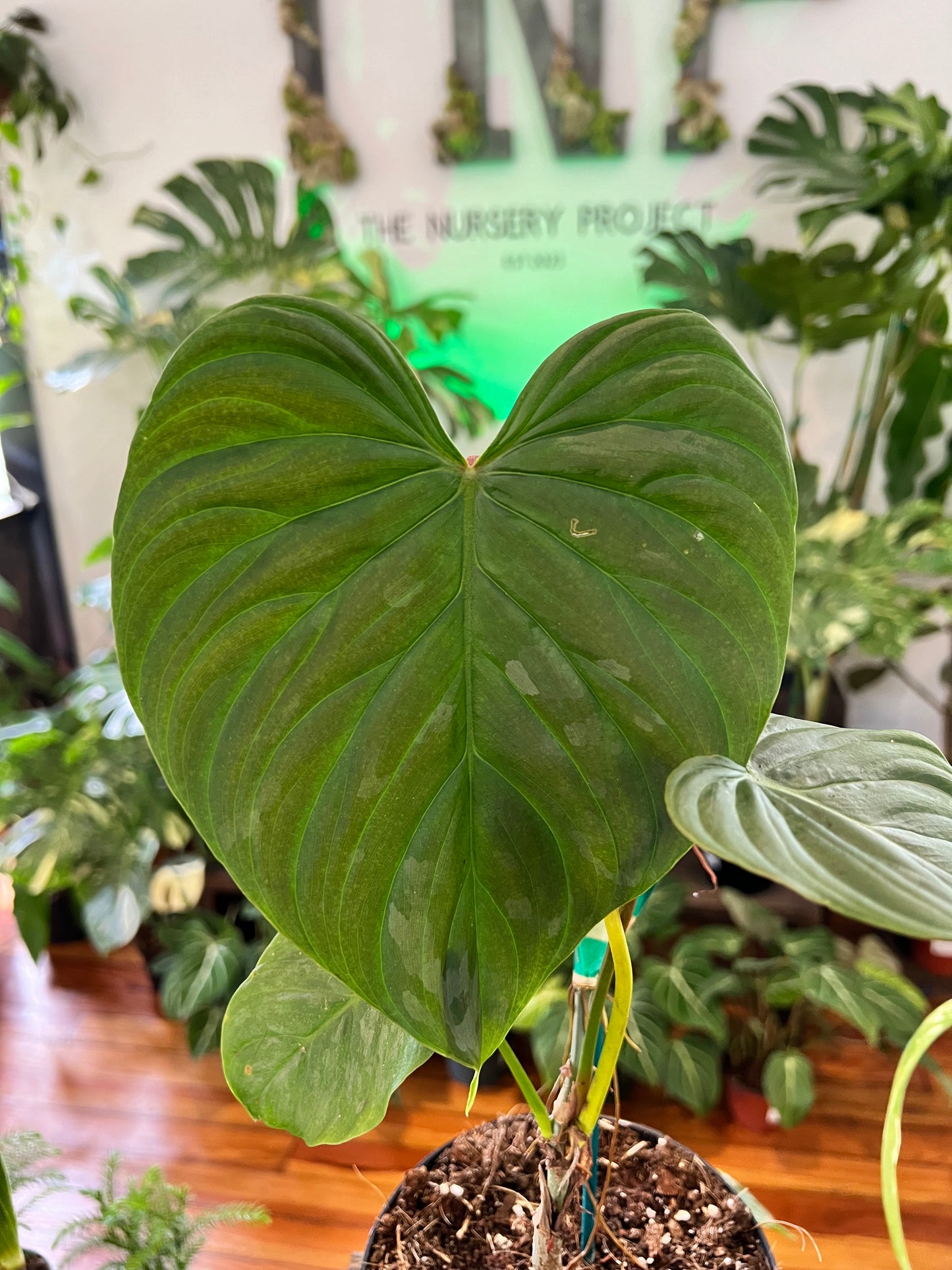 Philodendron Majestic 6”