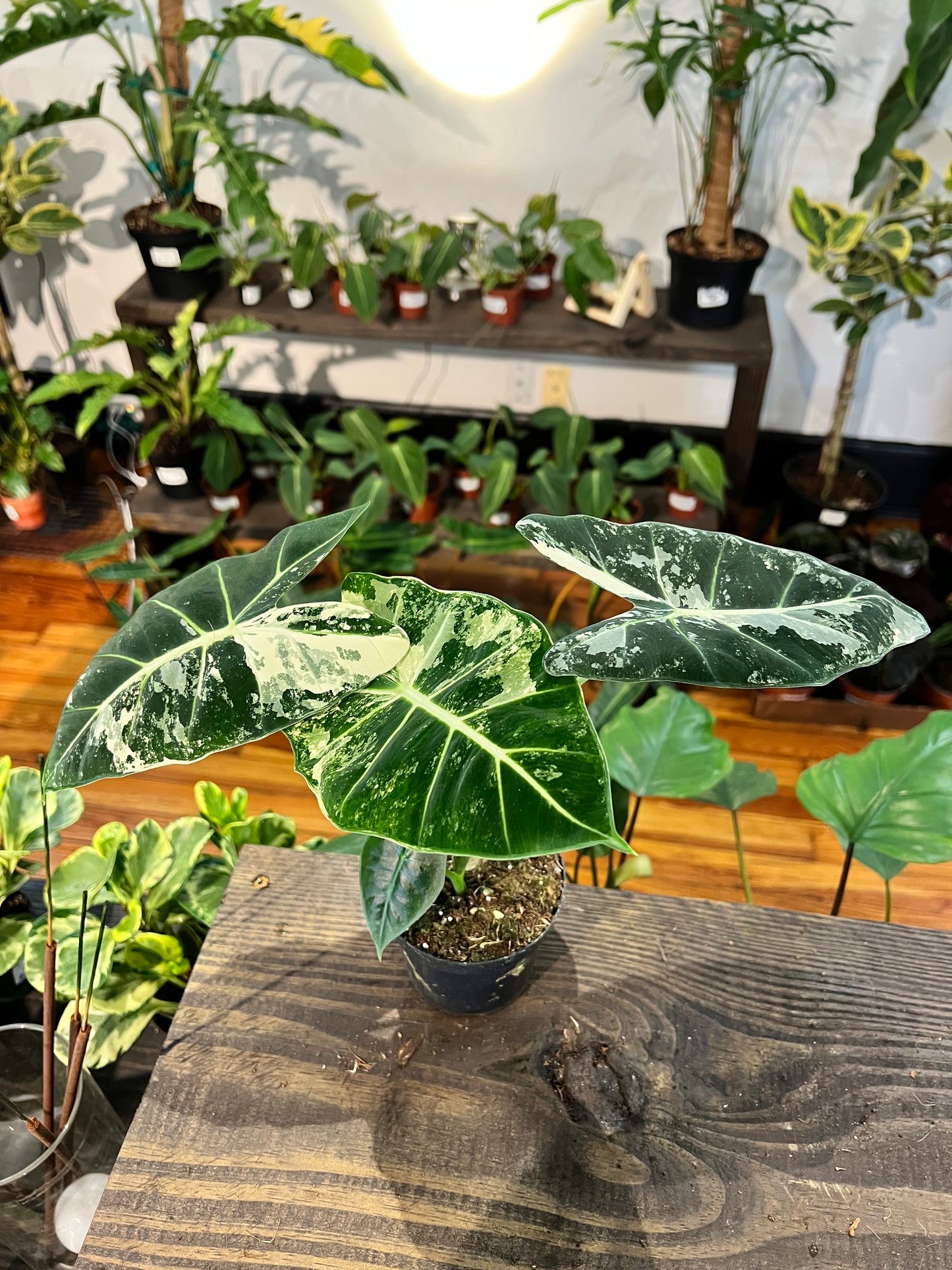 Alocasia Frydek Variegated 4" Medium