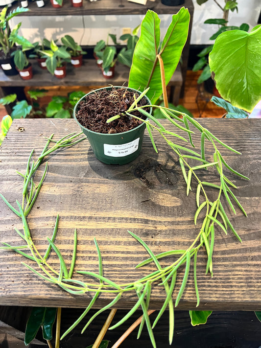Hoya Liniaris Large 4” - Rooted Plant