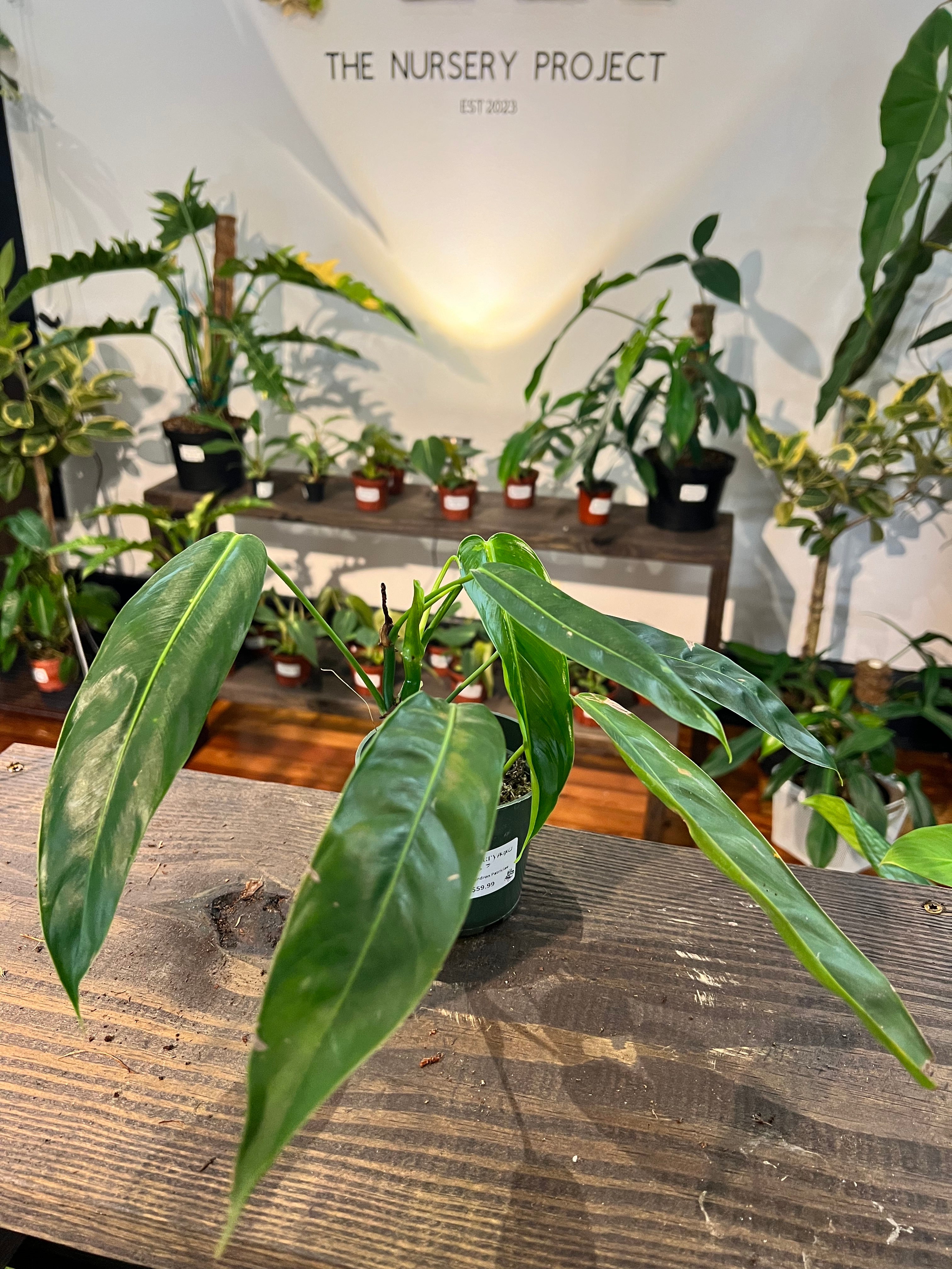 Philodendron Patriciae