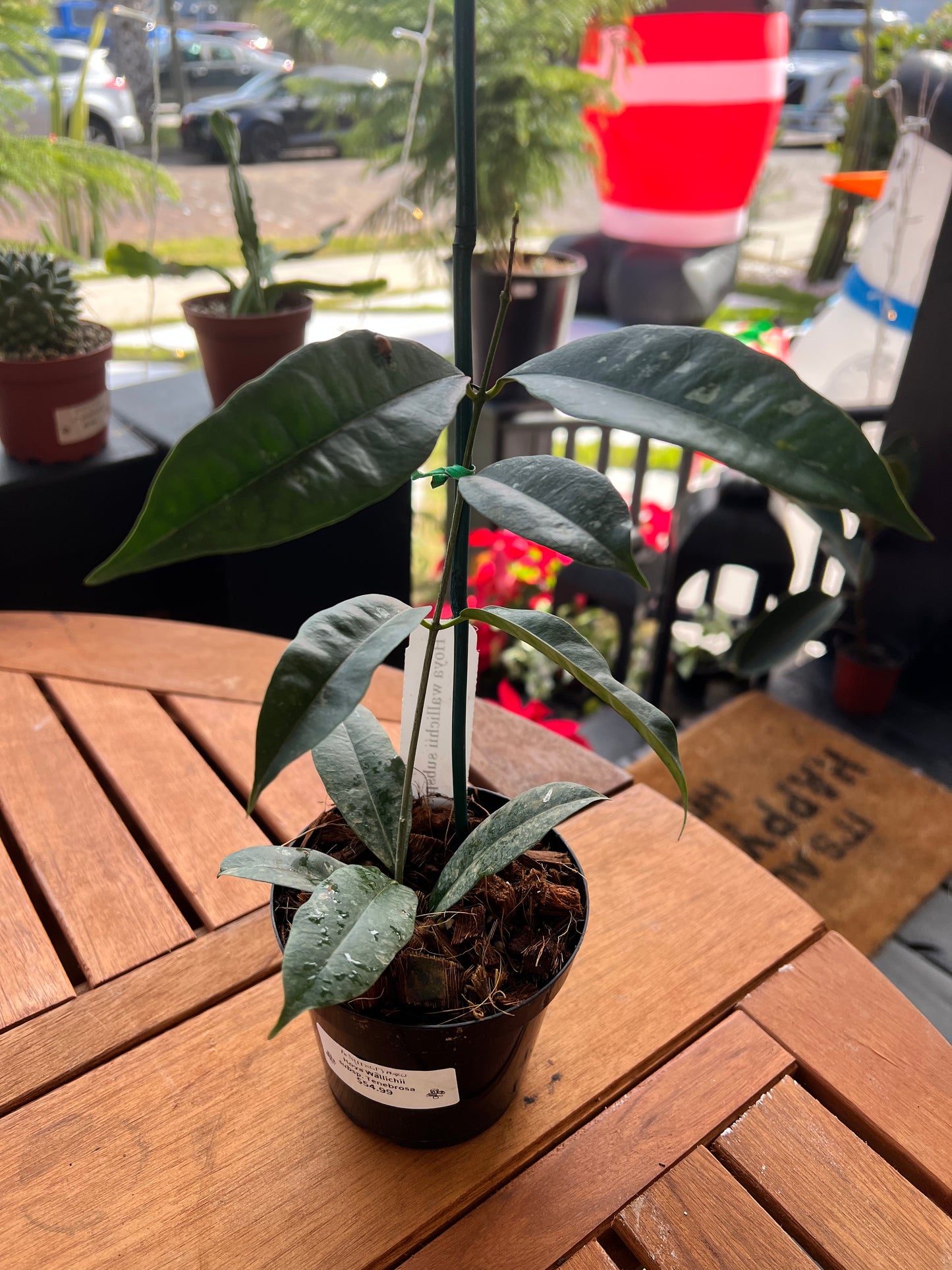 Hoya Wallichii subs. Tenebrosa 4” - Rooted Plant