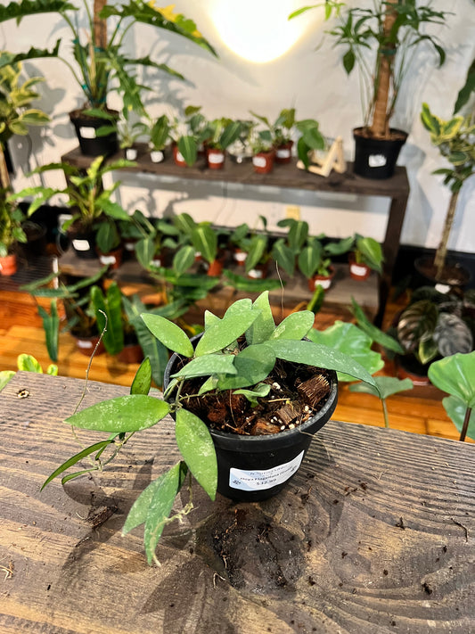 Hoya Flagellata (Gold) 4” - Rooted Plant