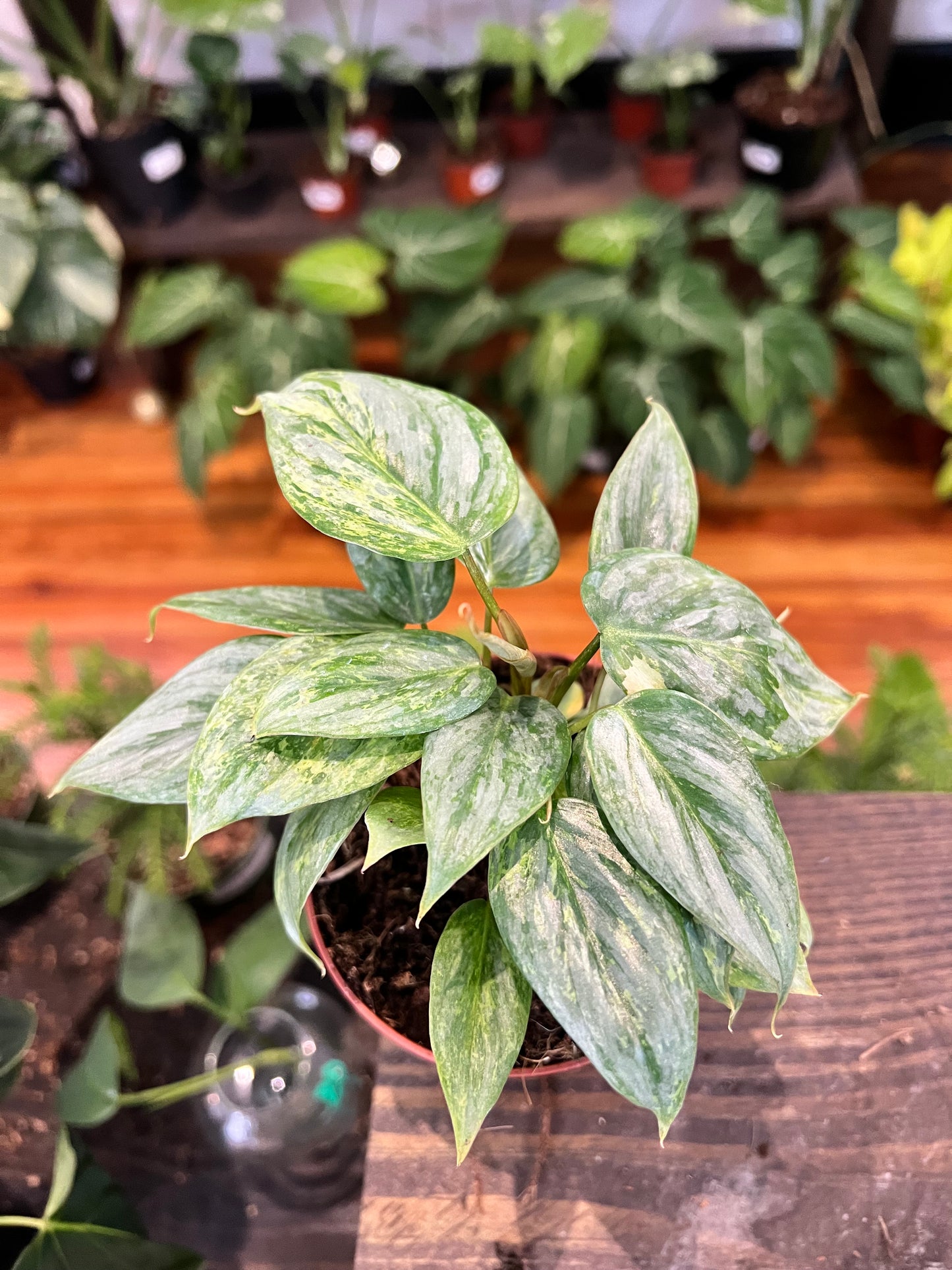 Philodendron Sidoroi Variegated 4”