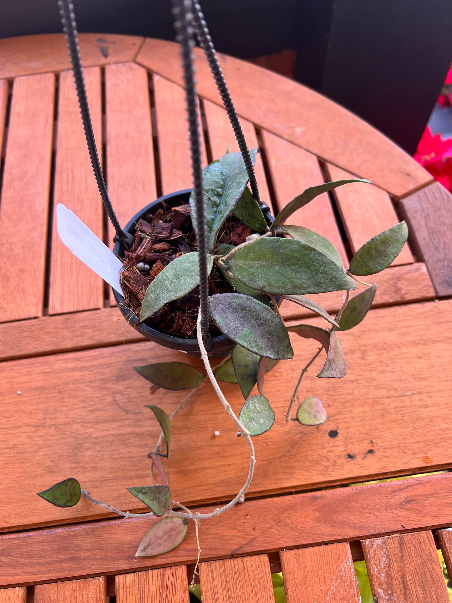Hoya Flagellata 4” Rooted Plant