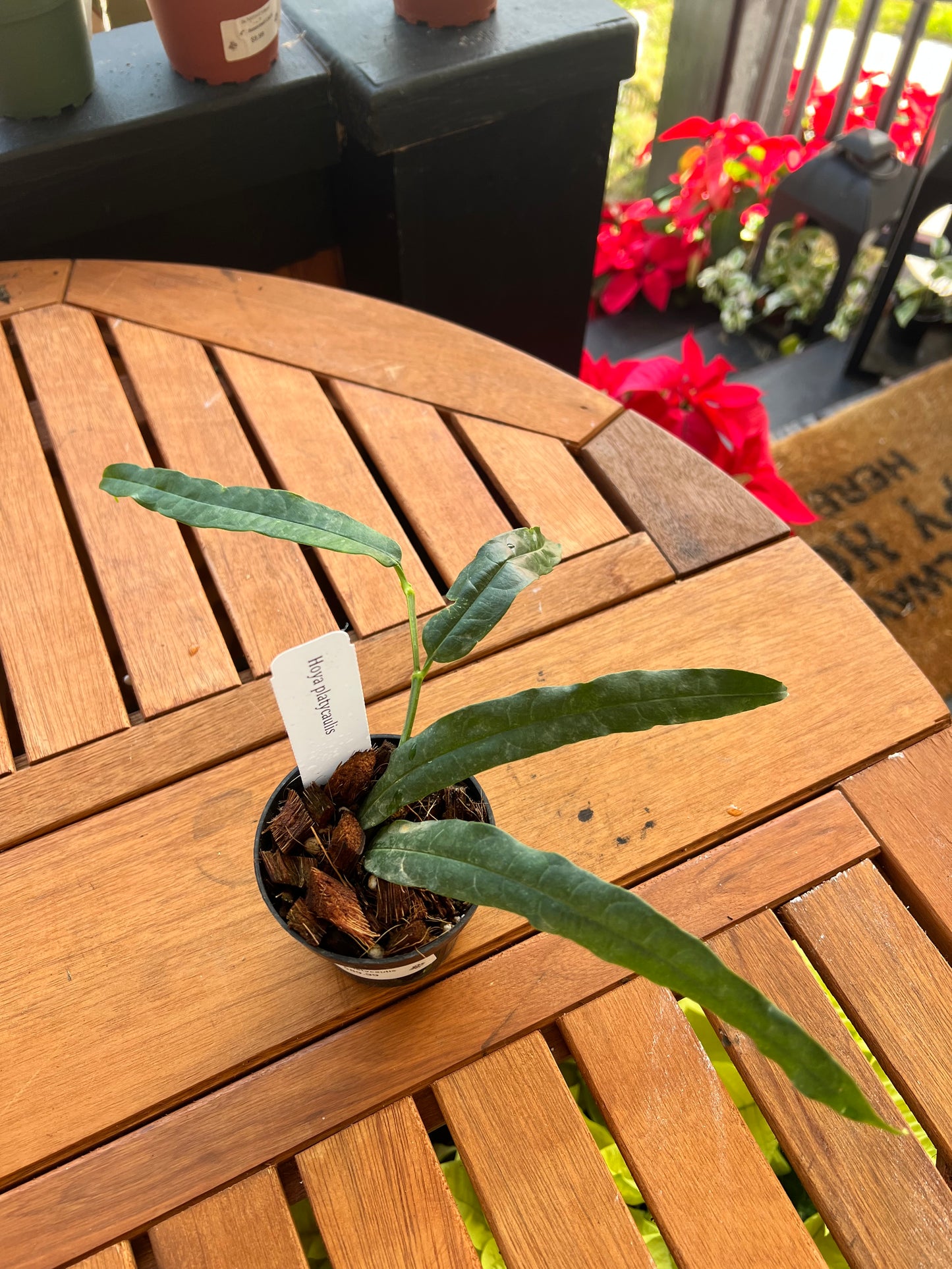 Hoya Platycaulis 3” - Rooted Plant