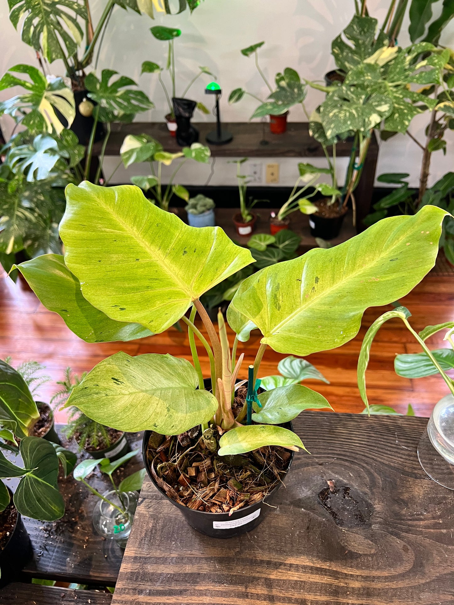 Philodendron Snow Drift 6”