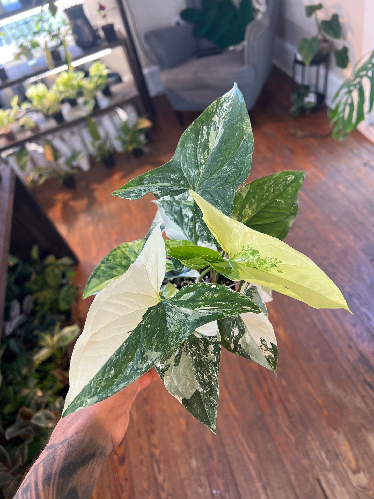 Syngonium Albo Variegated