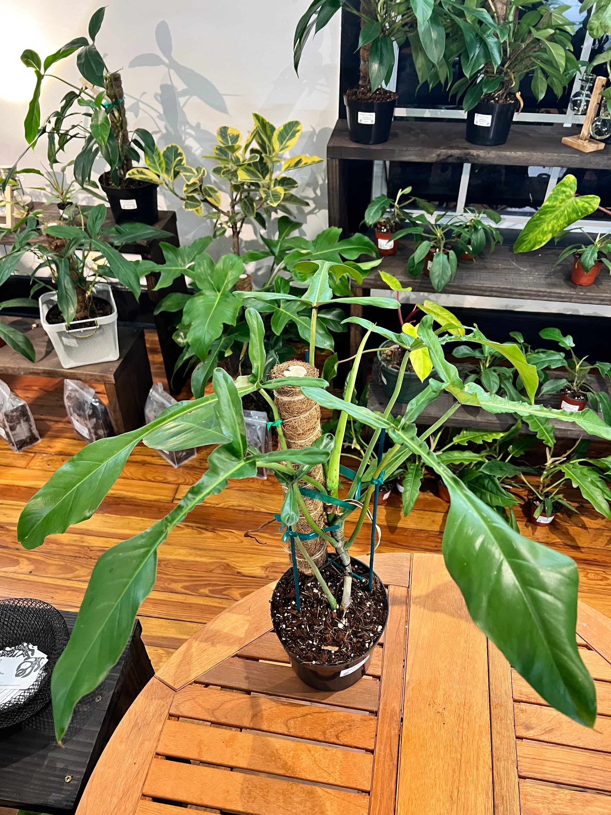 Philodendron Joepii 