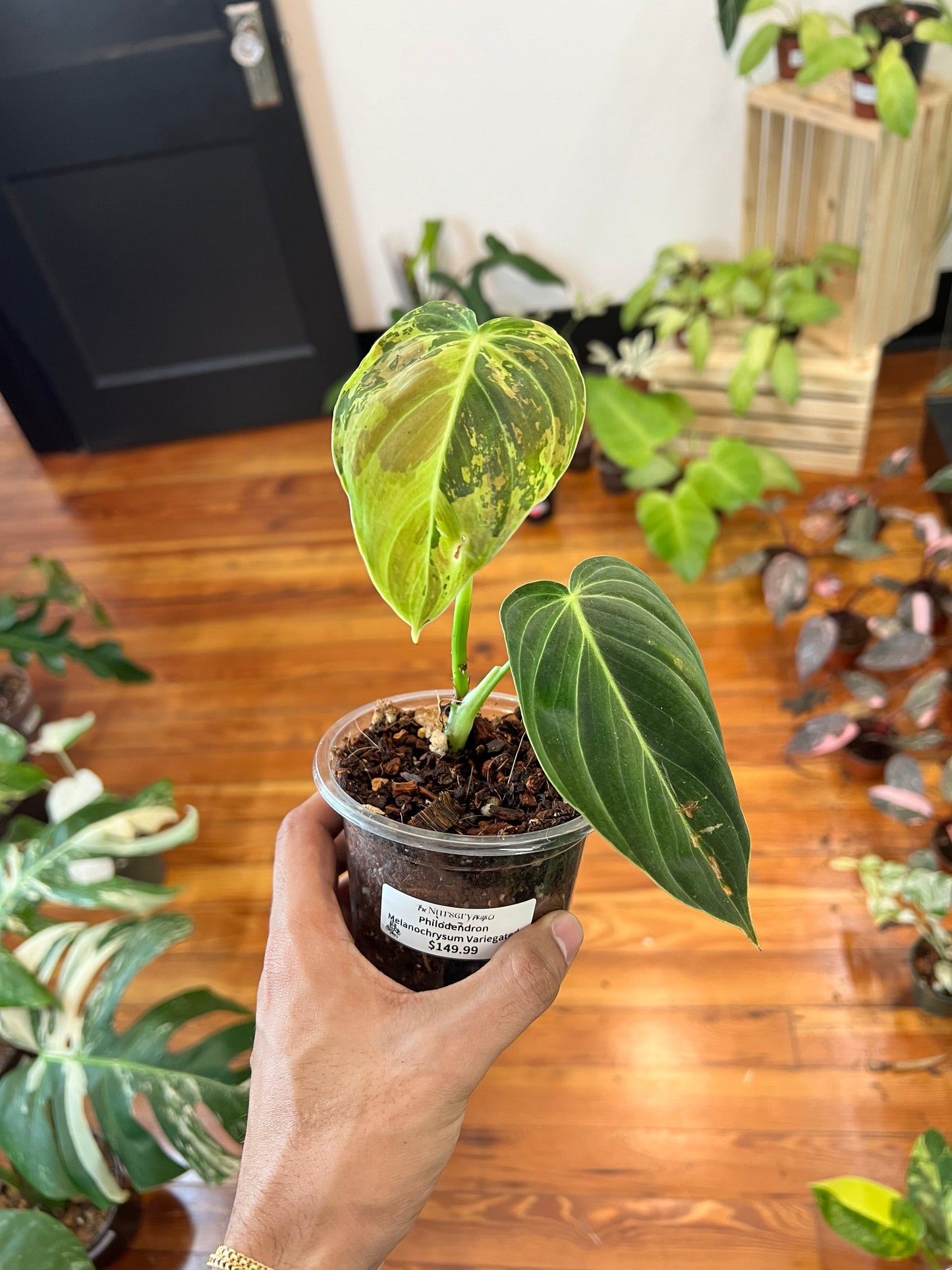 Philodendron Melanochrysum Variegated 4”
