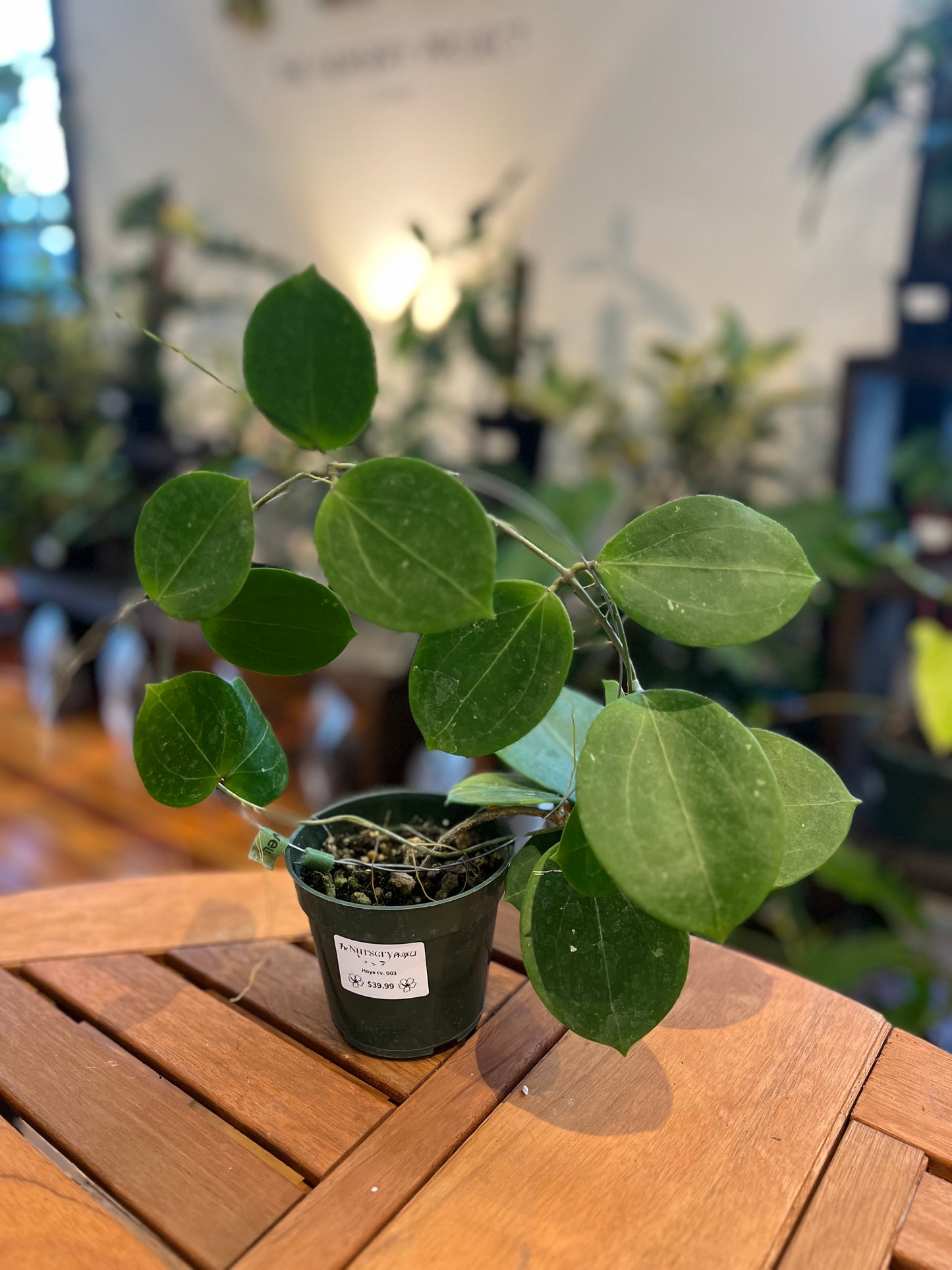 Hoya cv. B03 - Rooted Plant
