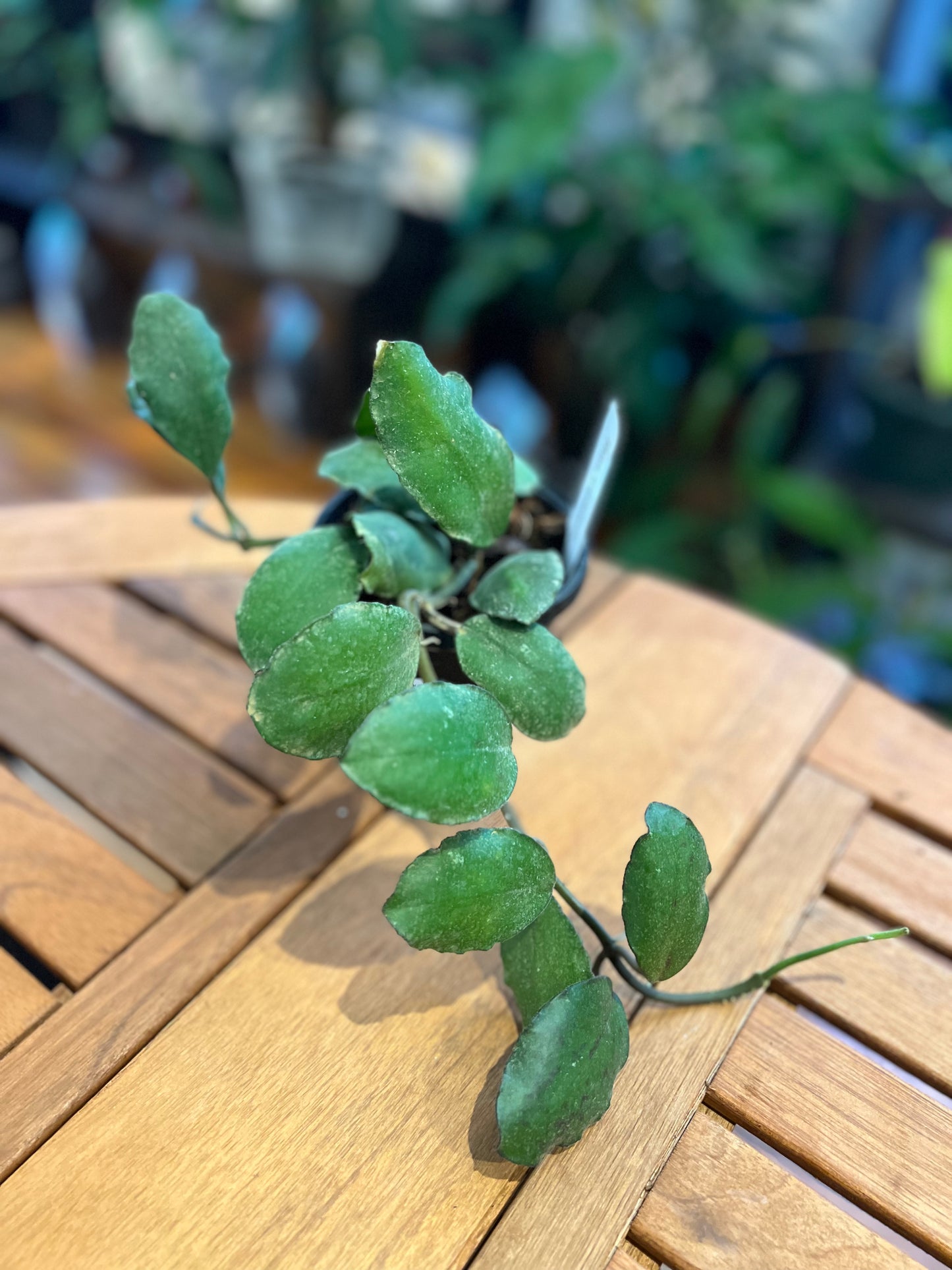 Hoya Waymaniae Borneo - Rooted Plant