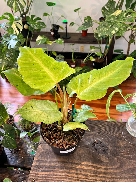Philodendron Snow Drift 6”