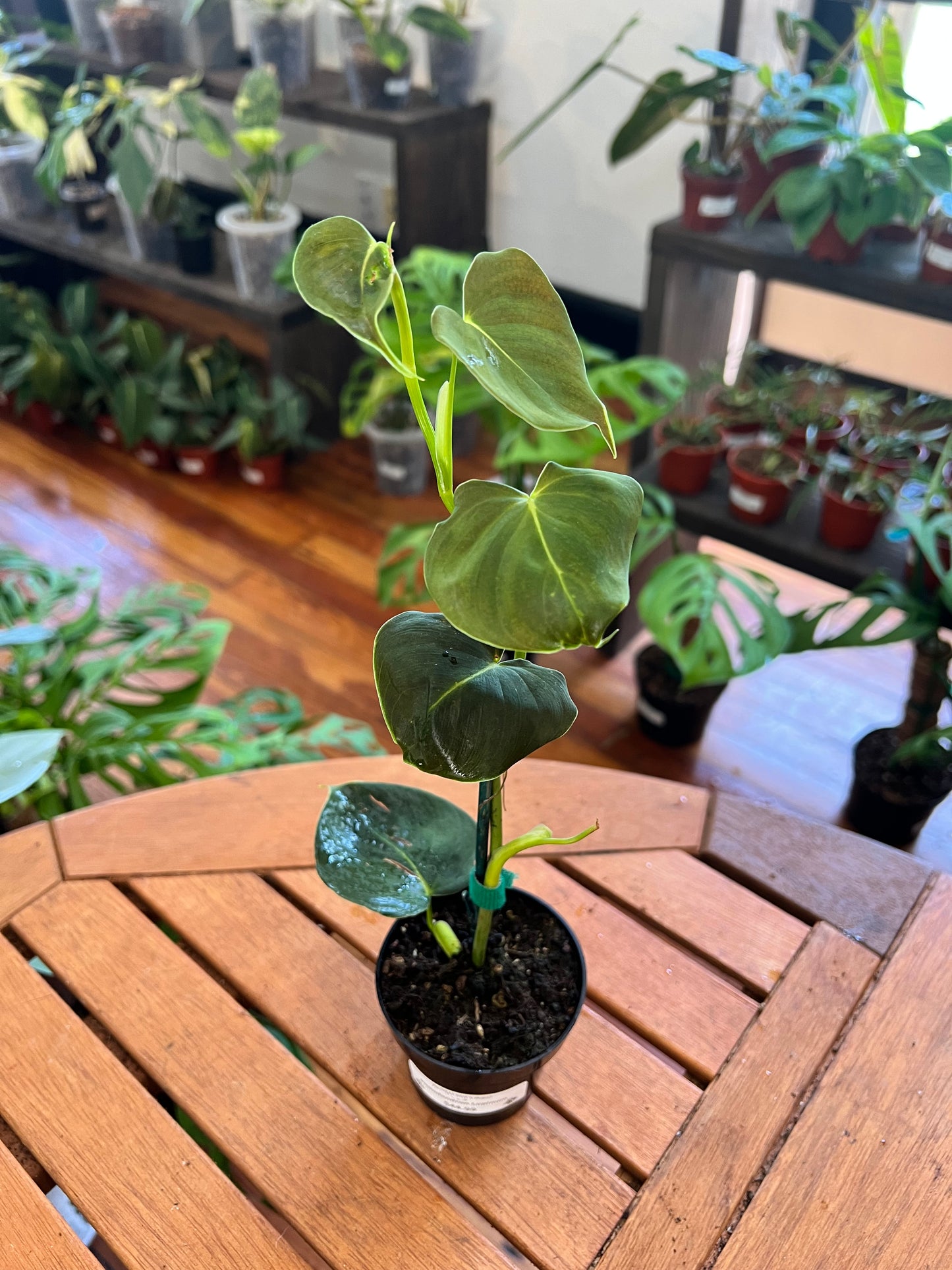 Philodendron Lupinum 3”