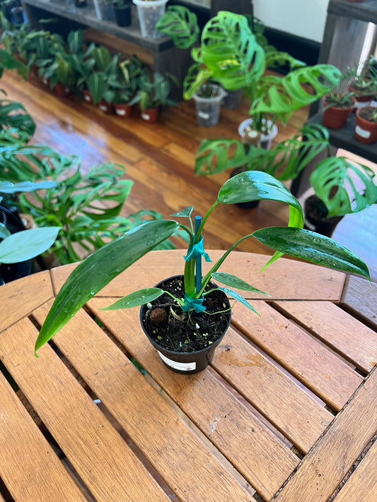 Philodendron Holtoniano