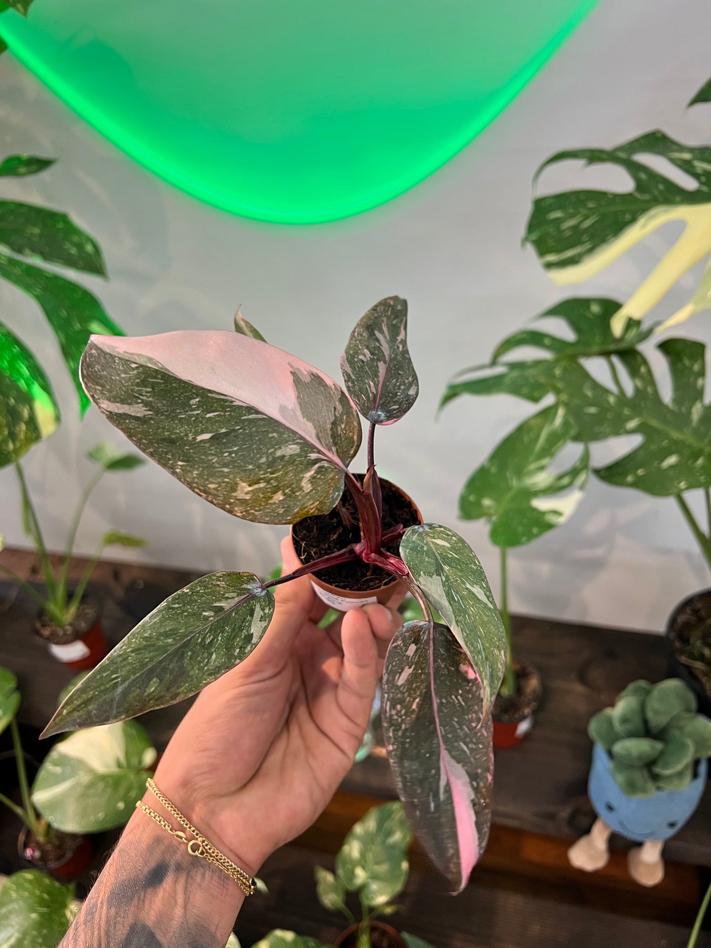Philodendron Pink Princess Marble King 2”