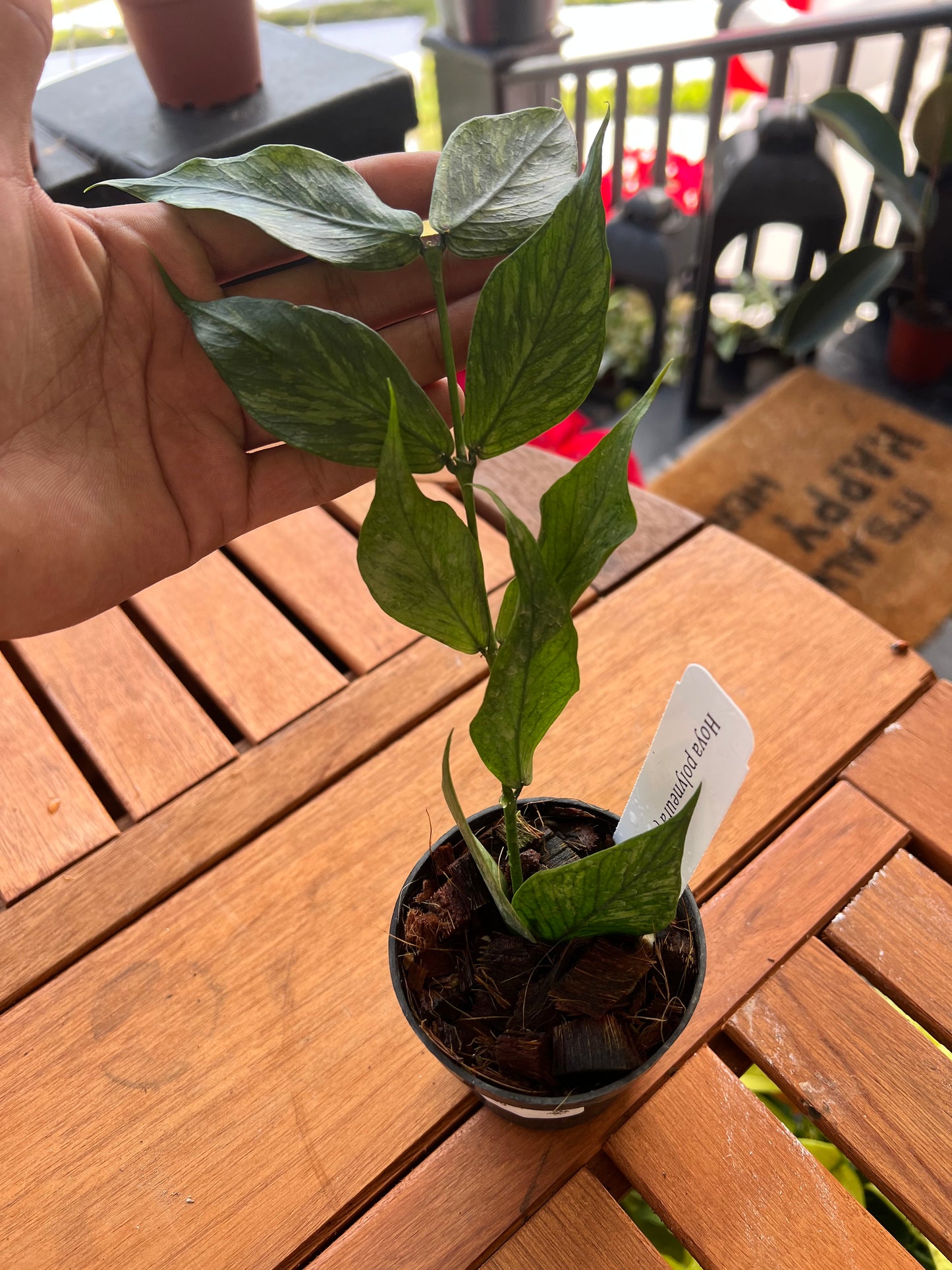 Hoya Polyneura Broget 3” - Rooted Plant