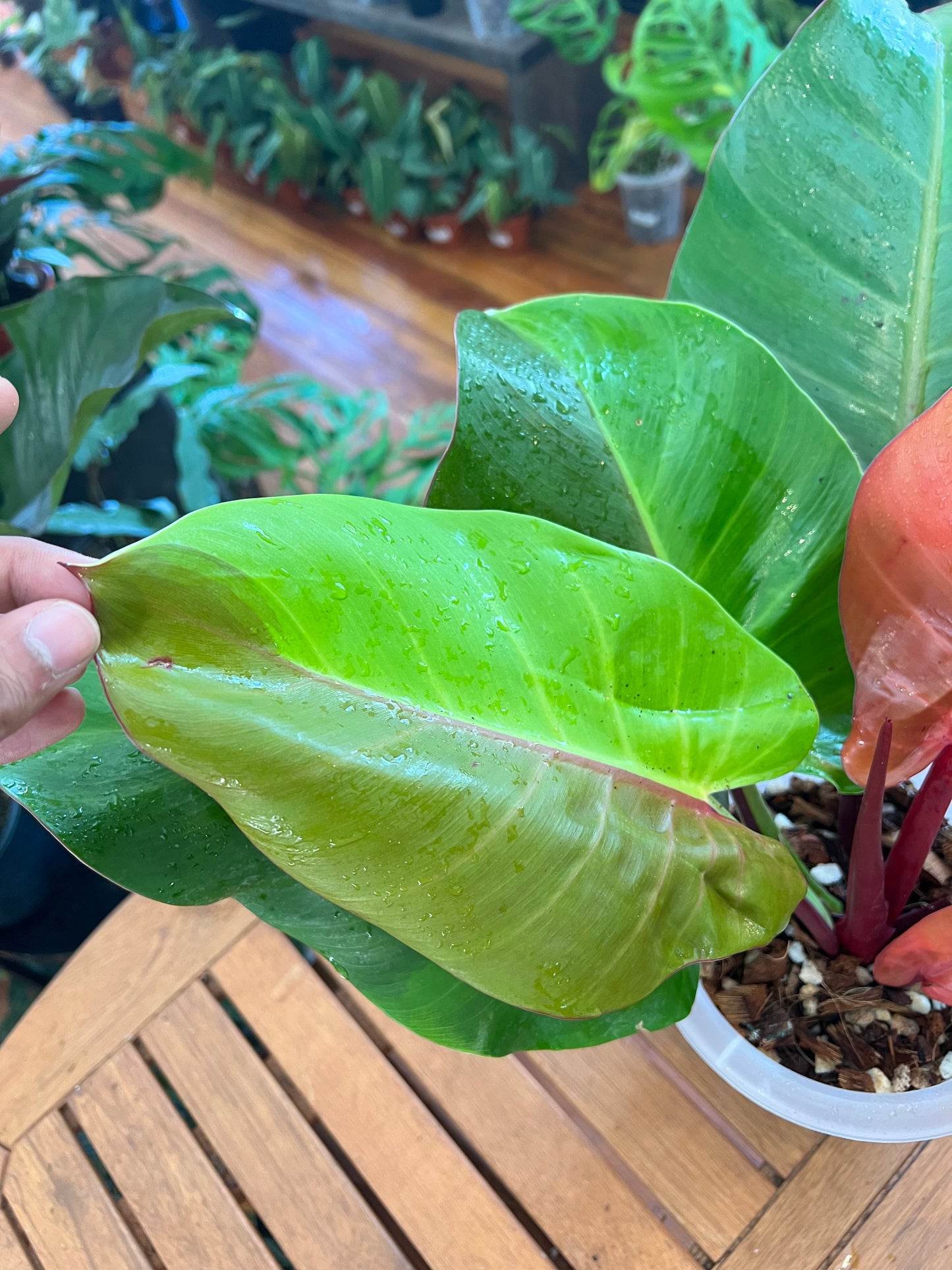 Philodendron Red Moon Variegated