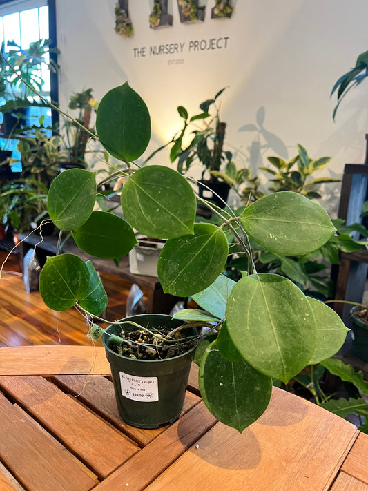 Hoya cv. B03 - Rooted Plant