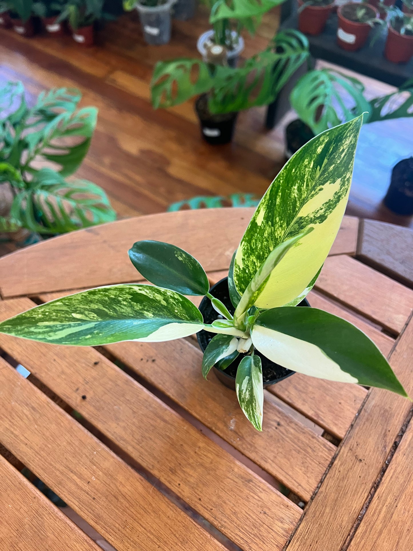 Philodendron Imperial Variegated 4”