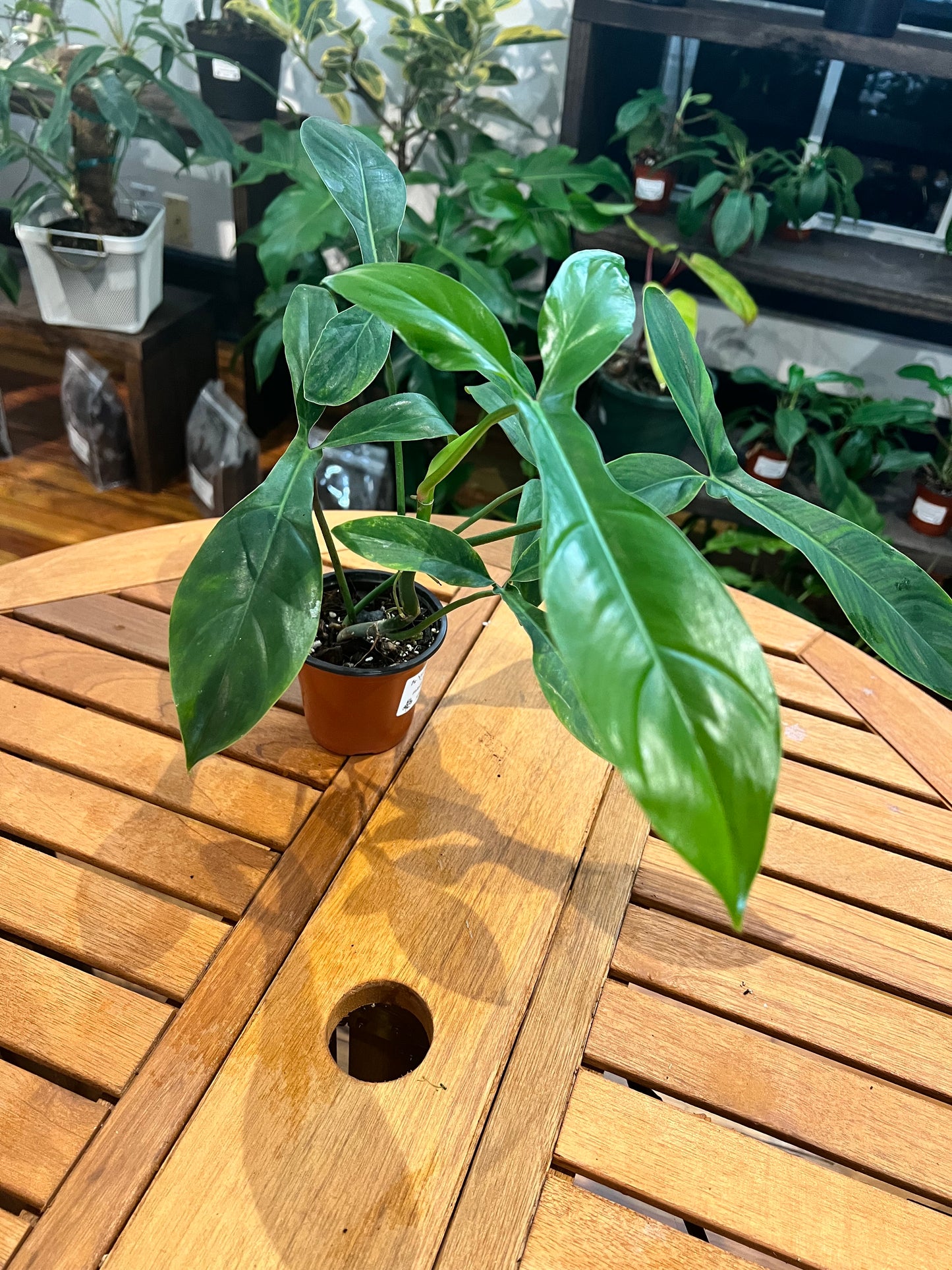 Philodendron 69686