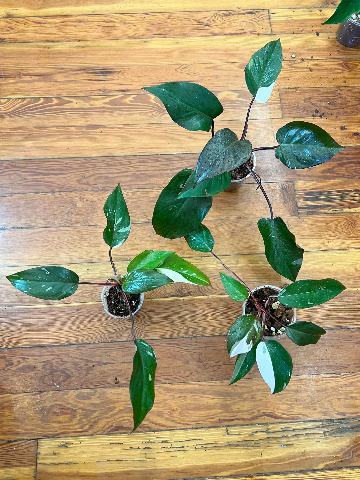 Philodendron Red Anderson 3”