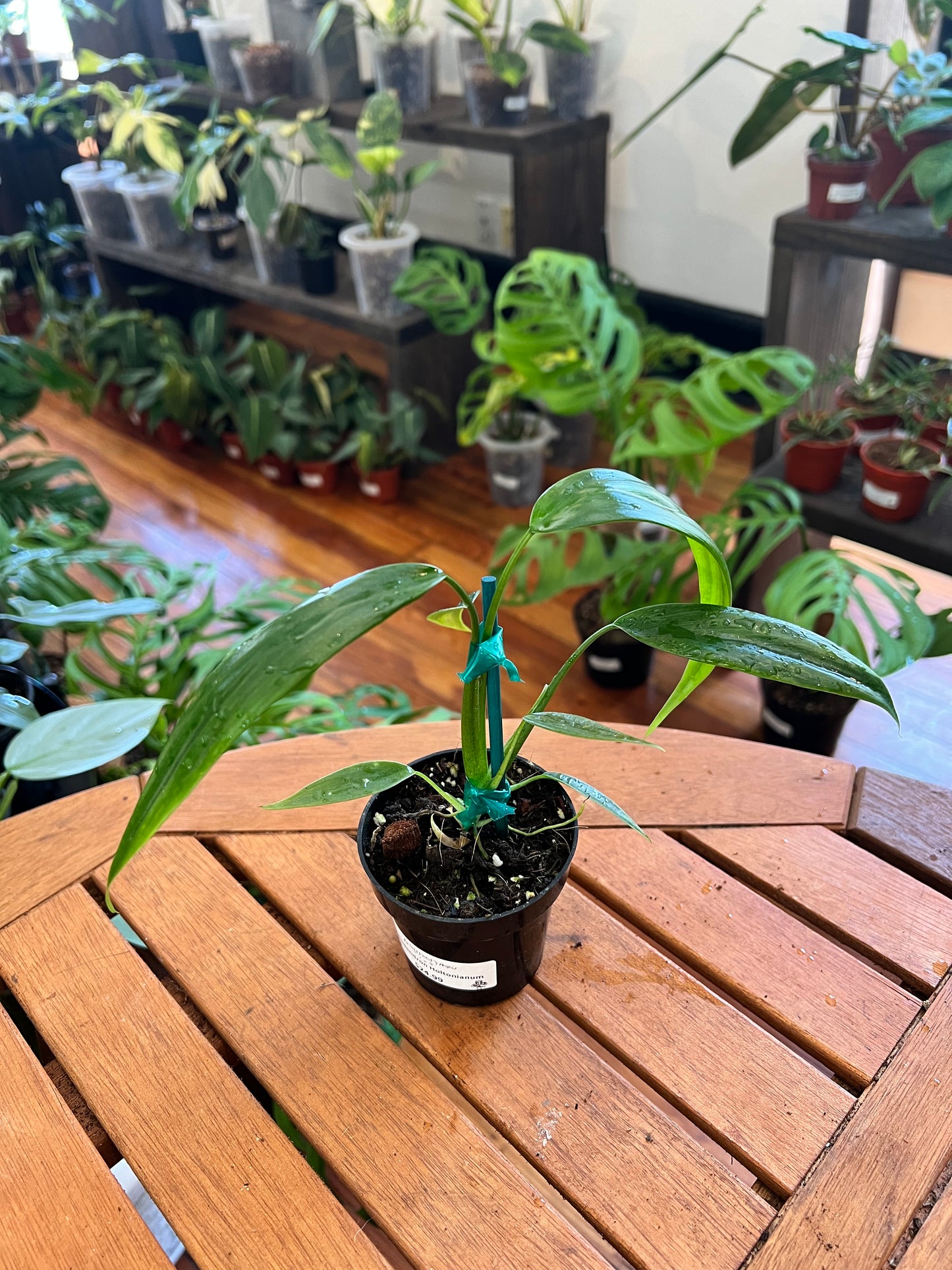 Philodendron Holtoniano