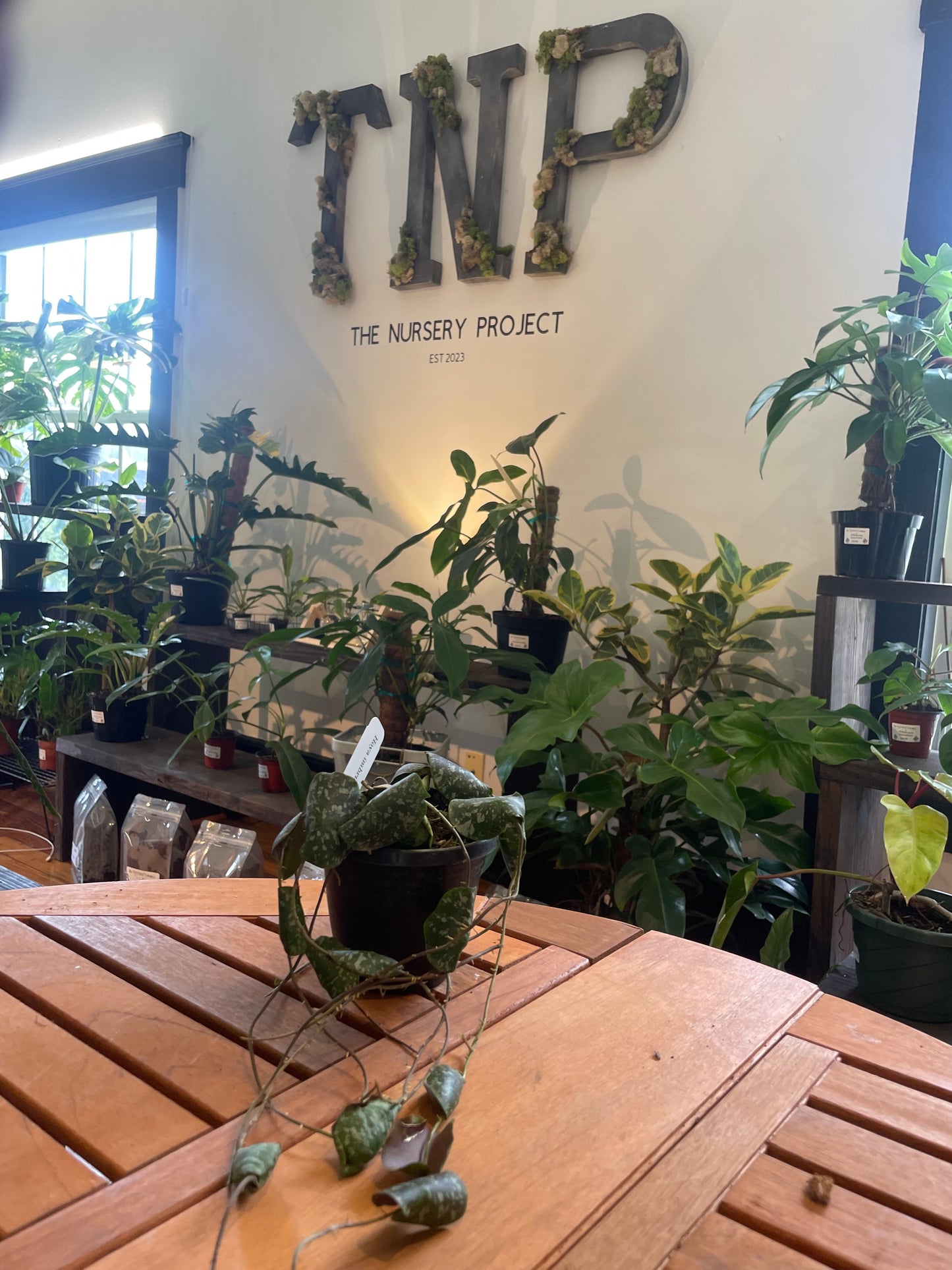 Hoya Imbricata - Rooted Plant