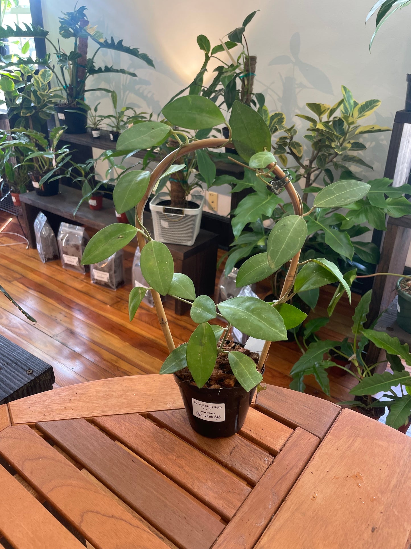 Hoya Elliptica 4” - Rooted Plant