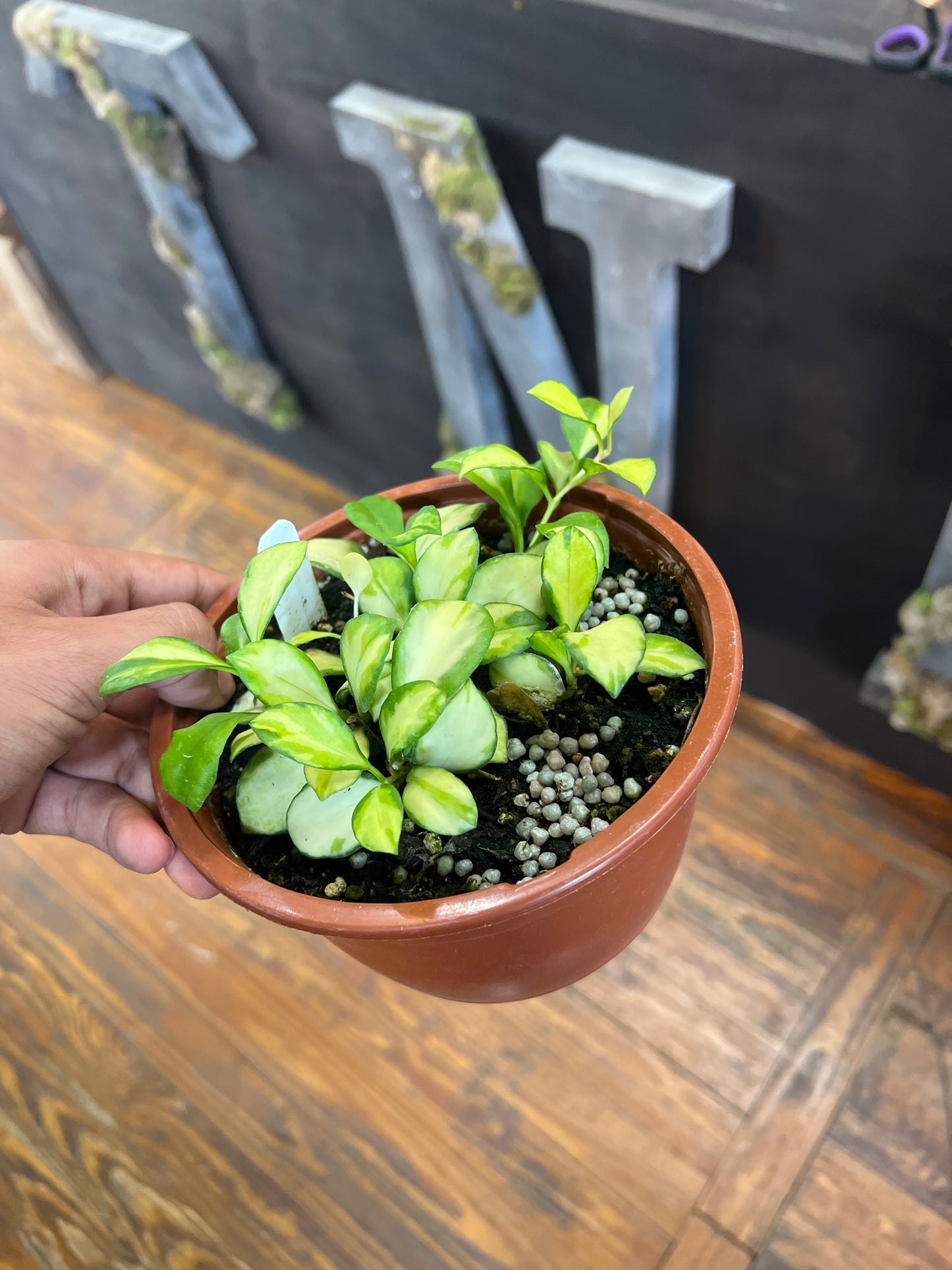 Hoya Heuschkeliana Variegated - Rooted Plant