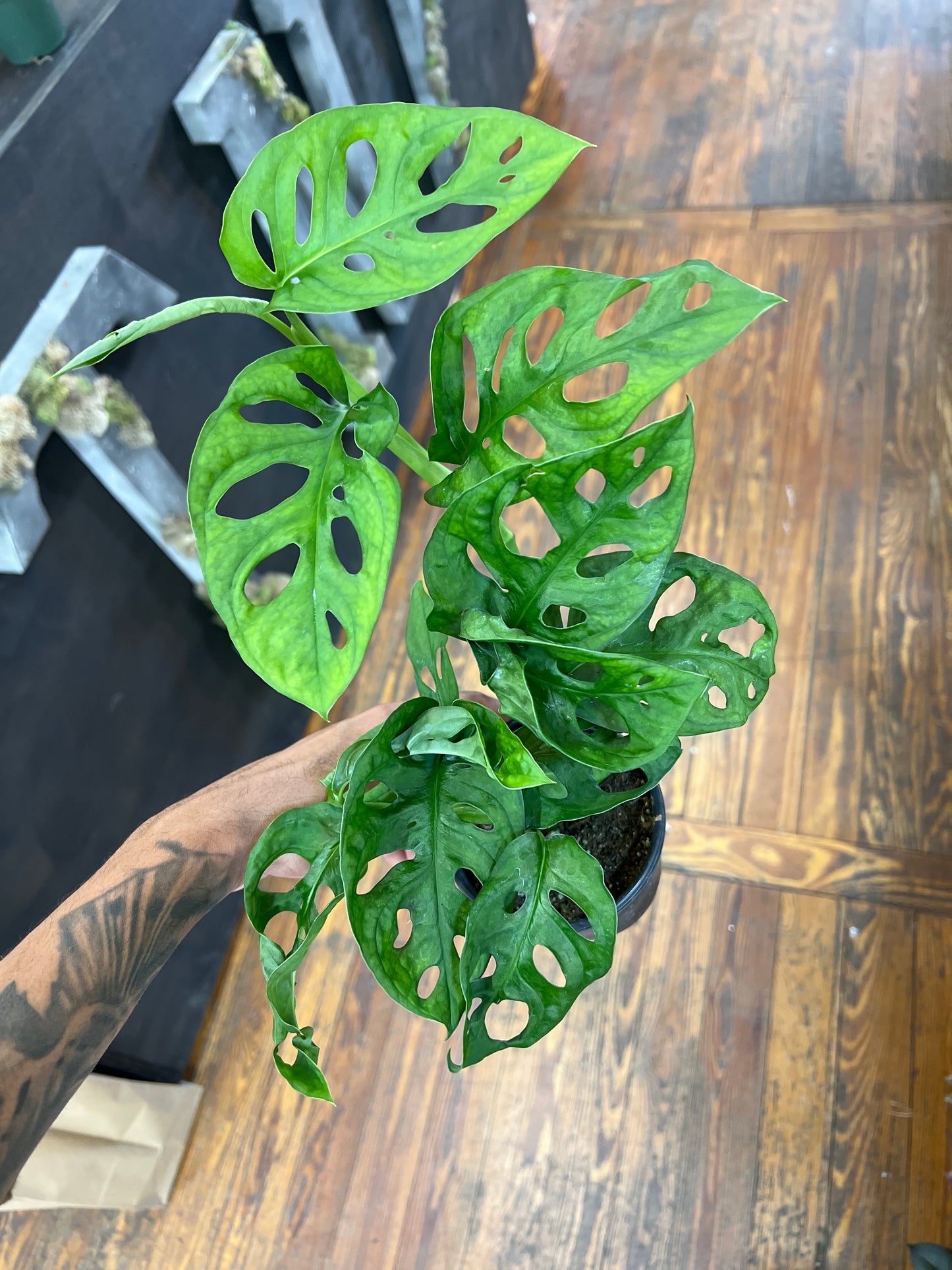 Monstera Adansonii Swiss Cheese 8”