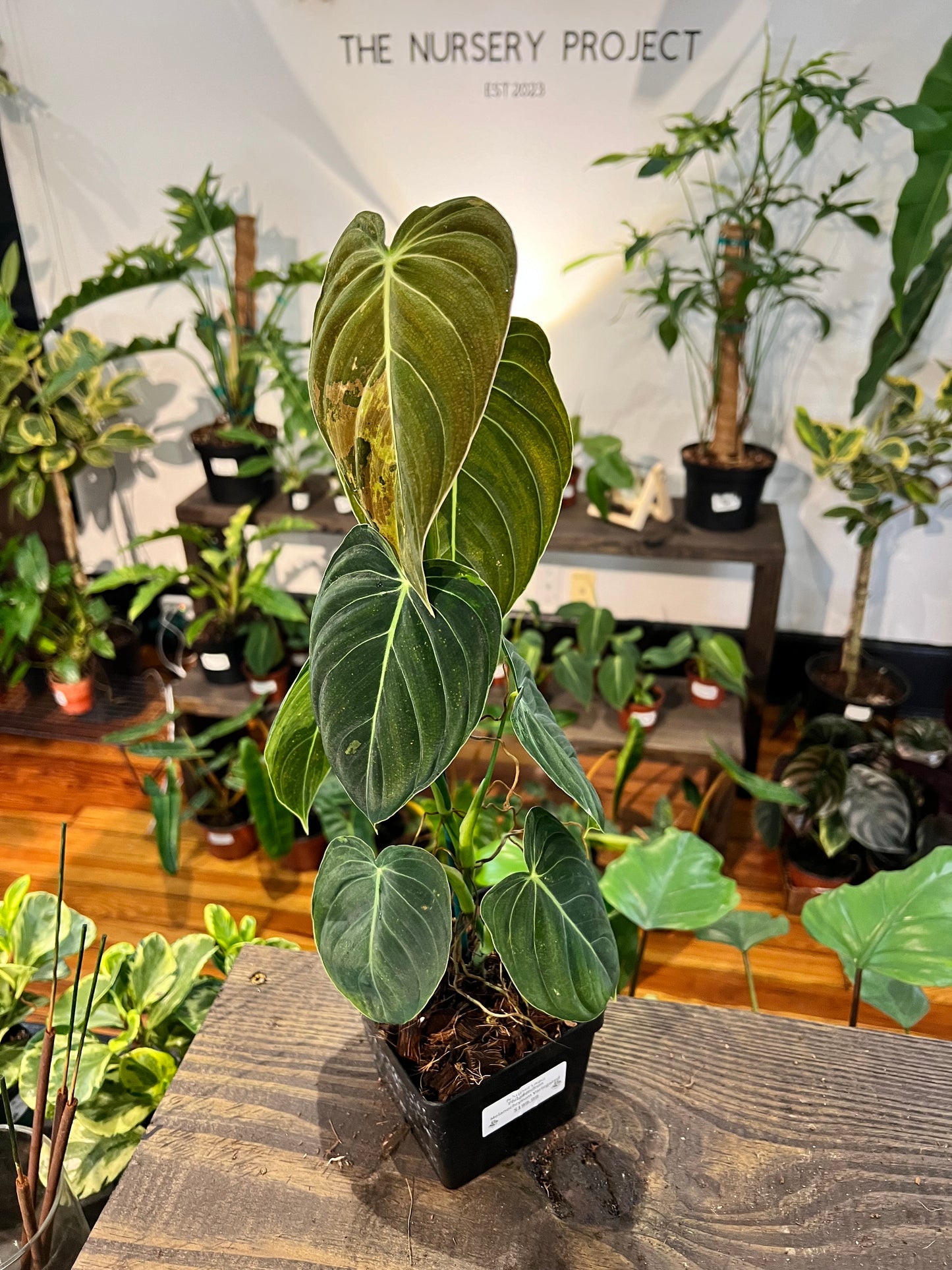 Philodendron Melanochrysum Variegated 4”