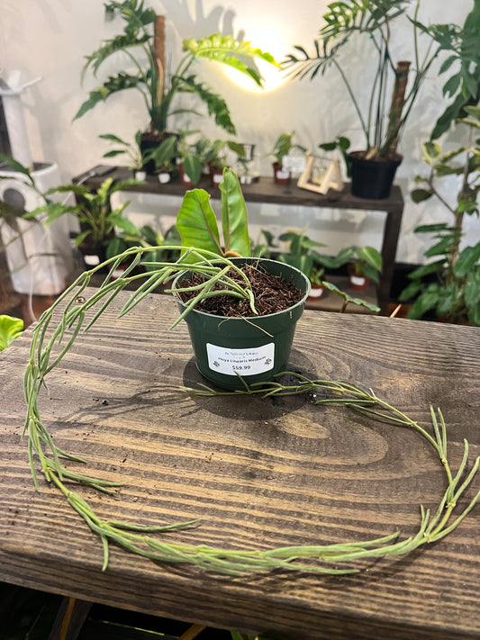 Hoya Liniaris Medium 4” - Rooted Plant