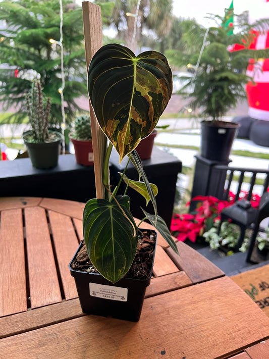 Philodendron Melanochrysum Variegated ‘A’