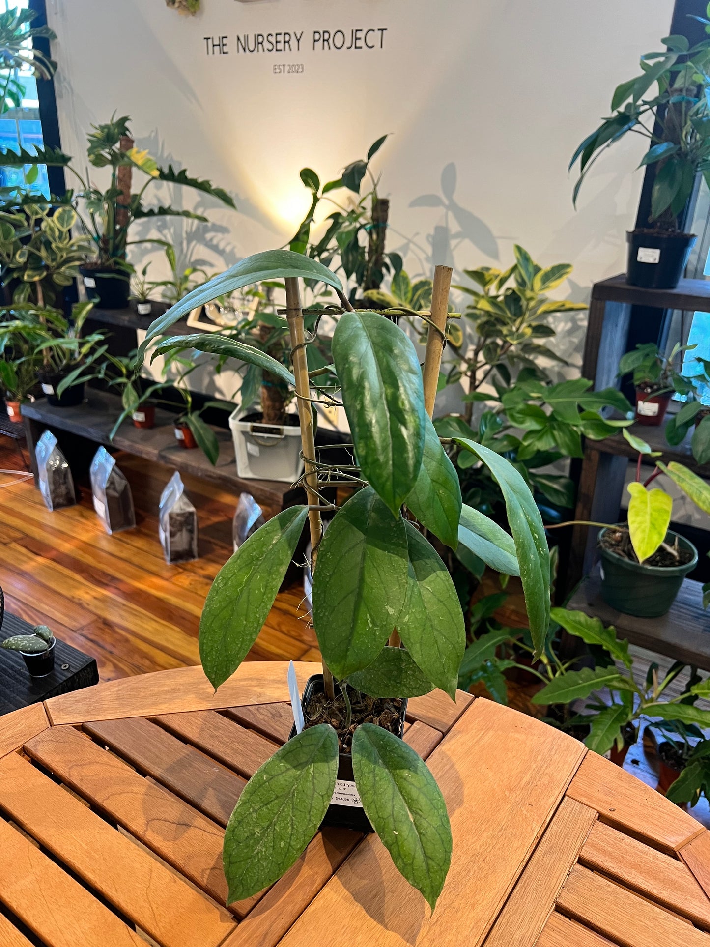 Hoya Vitellinoides - Rooted Plant