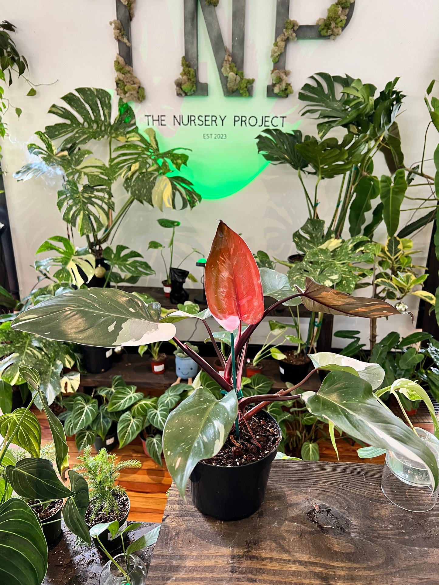 Philodendron Red Anderson 6”