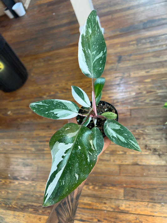 Philodendron Red Anderson 3”