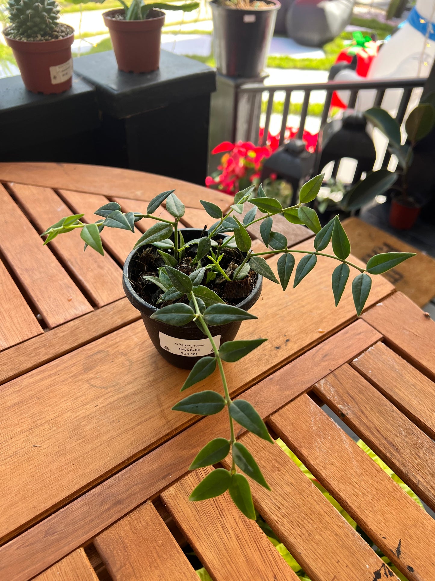 Hoya Bella 4” - Rooted Plant