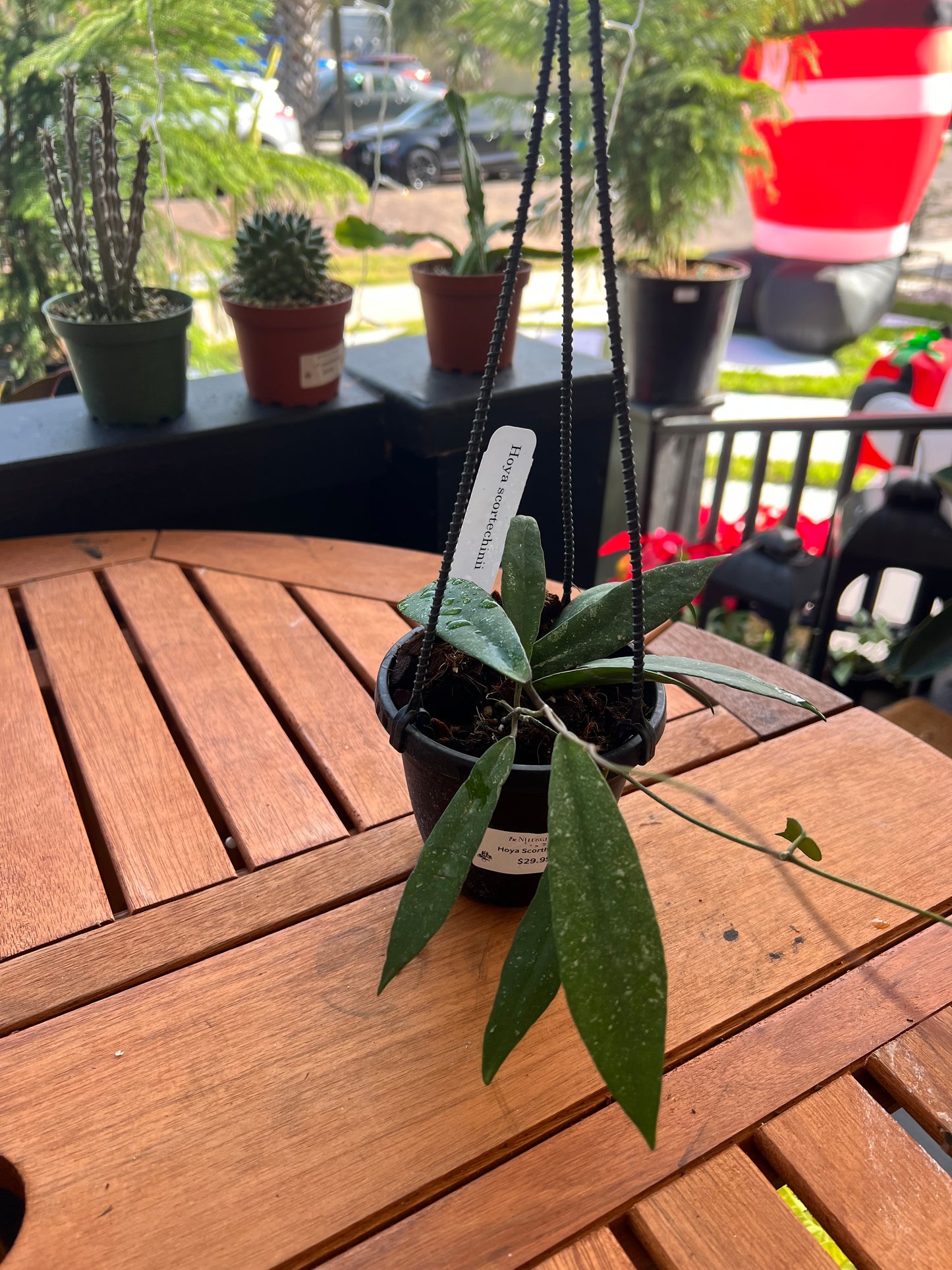 Hoya Scorthechinii 4” - Rooted Plant