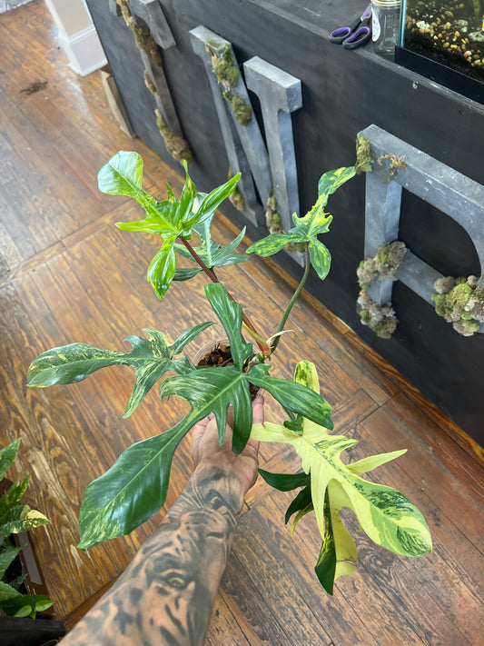 Philodendron Florida Beauty