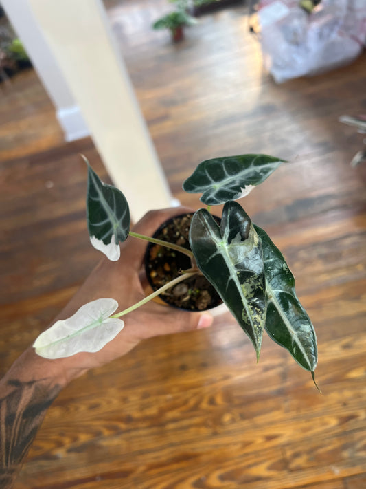 Alocasia Bambino Variegated 4"